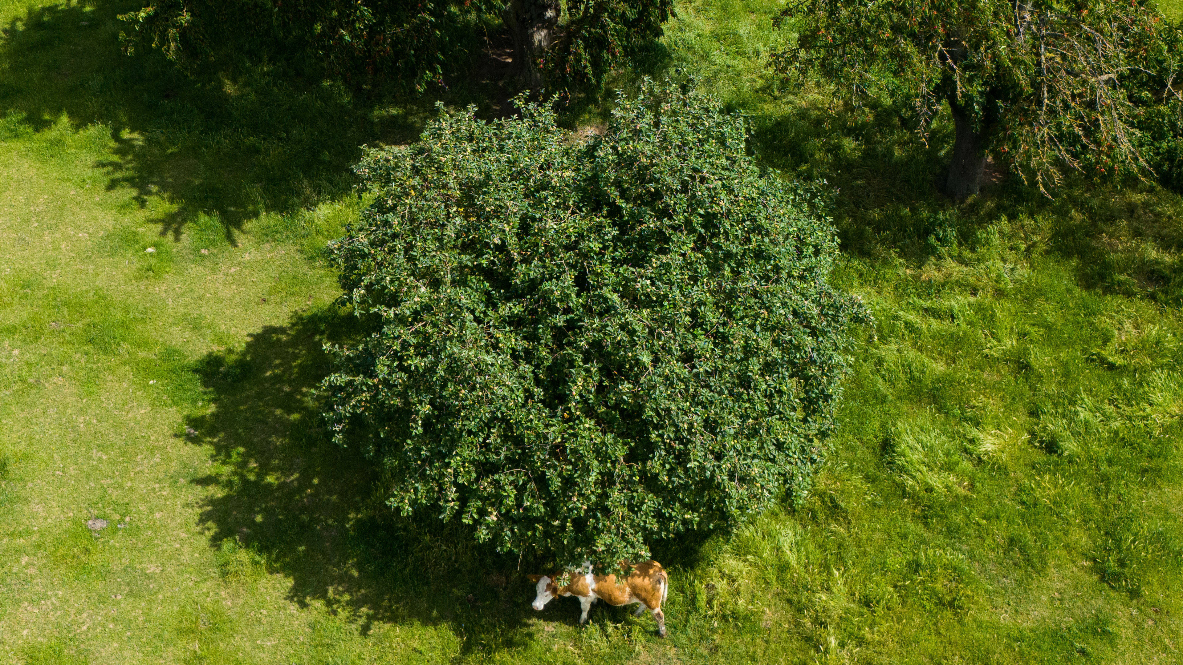 Le dérèglement général des saisons fait encore plus de mal aux arbres qu'une canicule