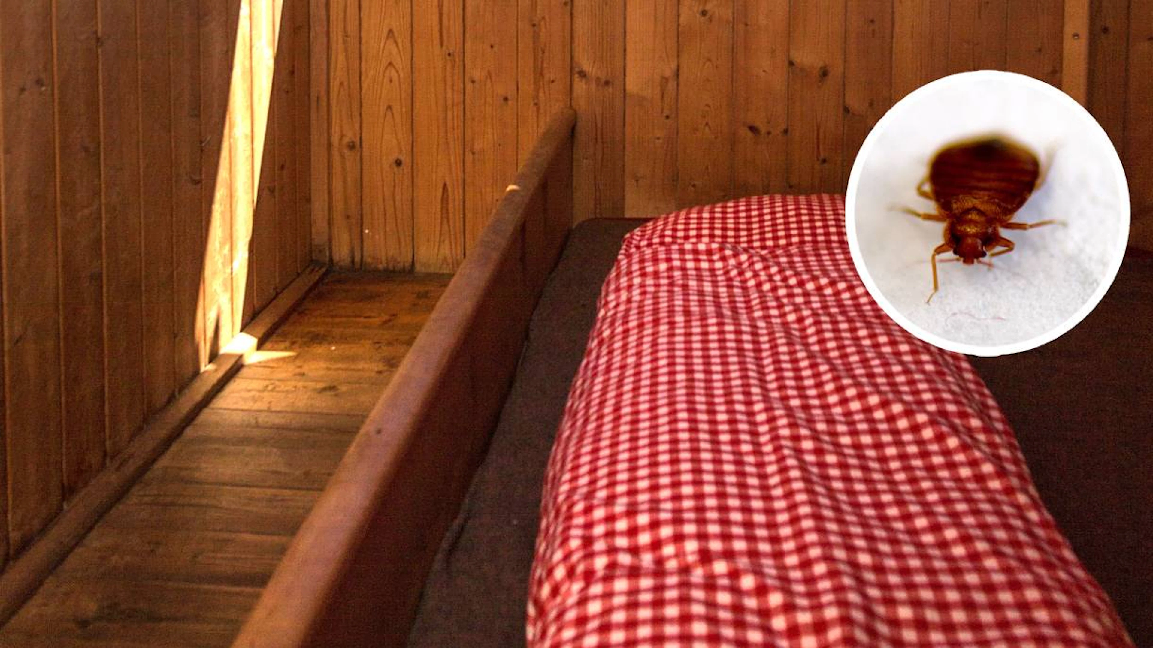Was du in Berghütten gegen Bettwanzen tun kannst