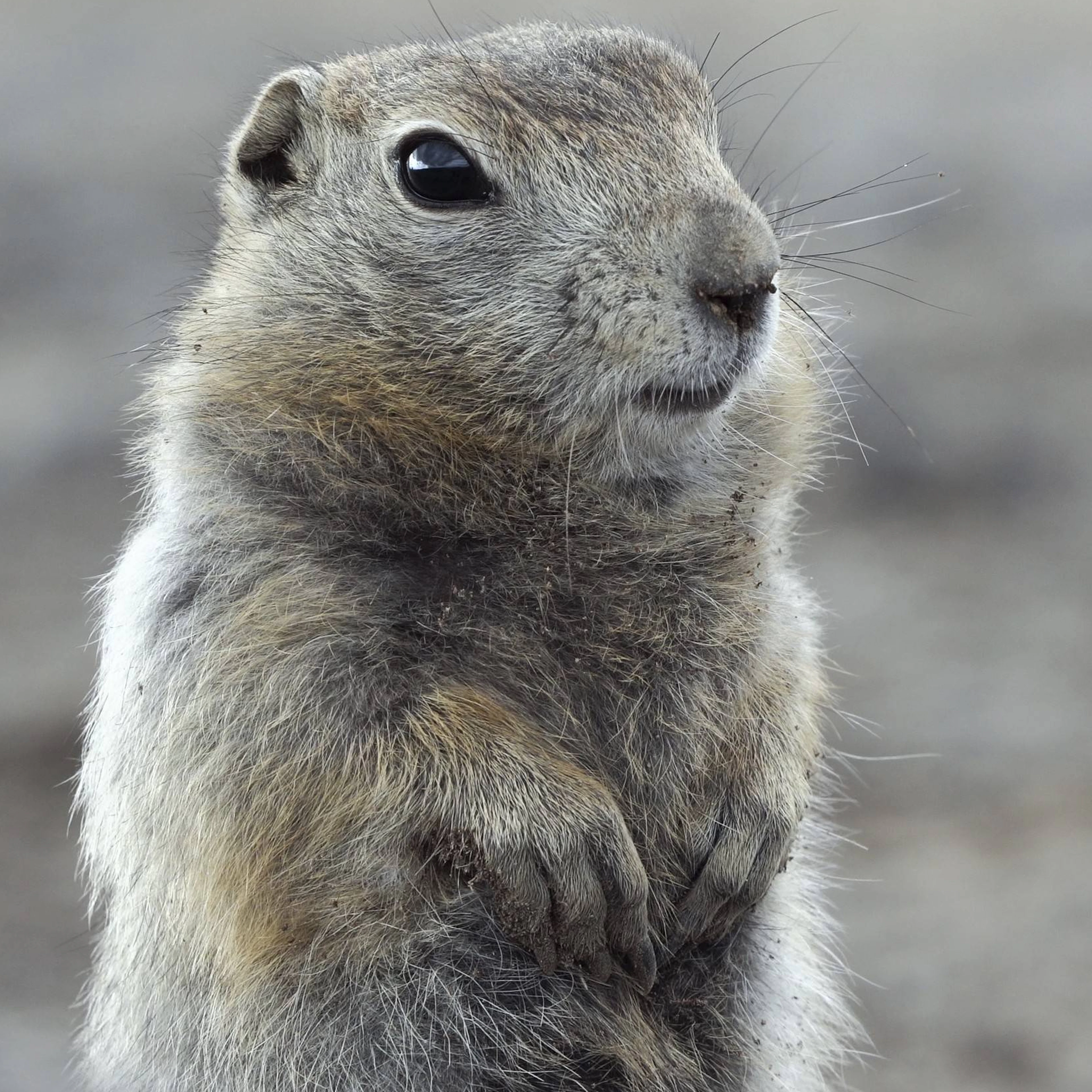Researchers Are Amazed by Ground Squirrels
