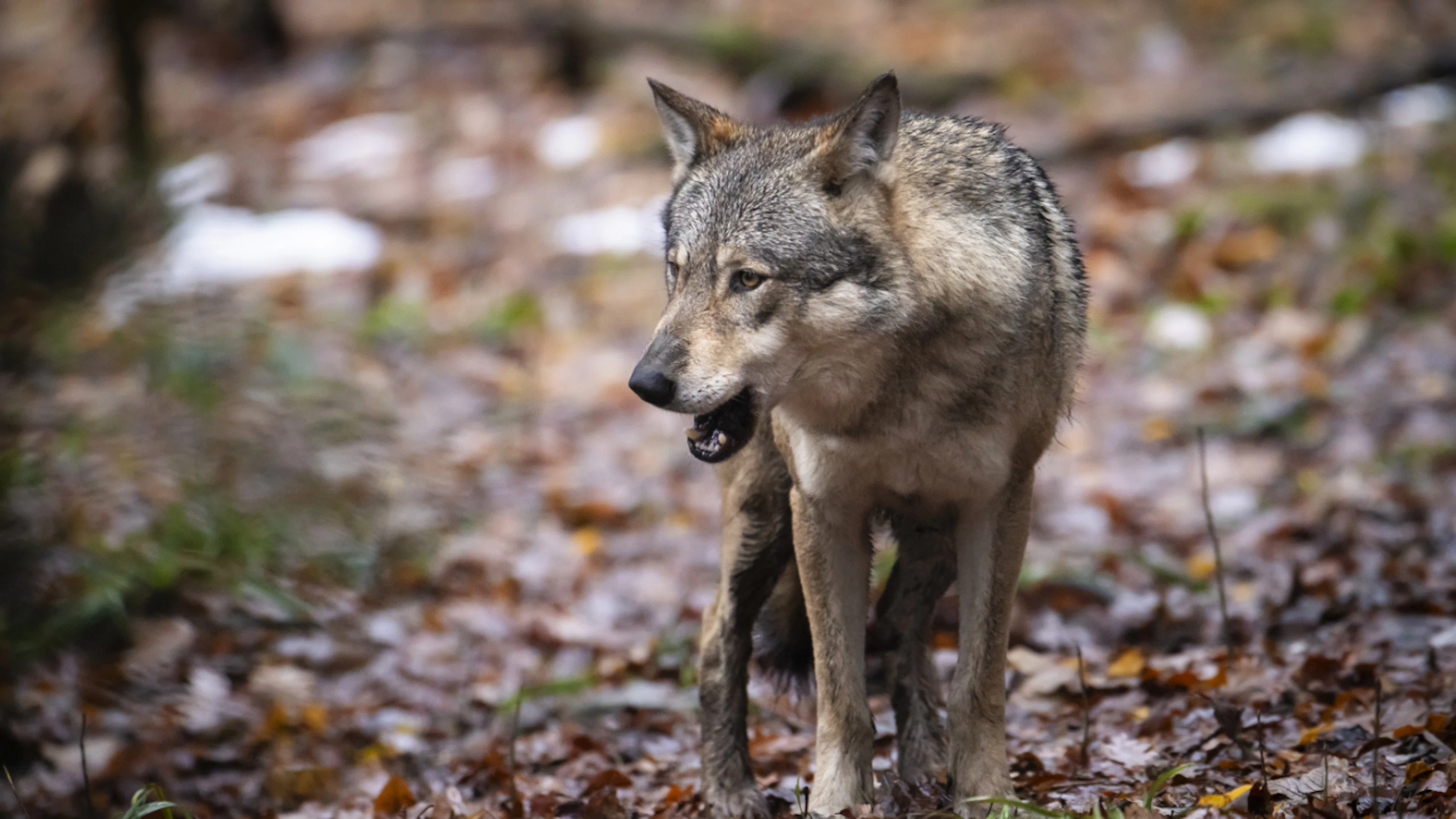Le canton de Berne autorise l'abattage d'un loup dans l'Oberhasli