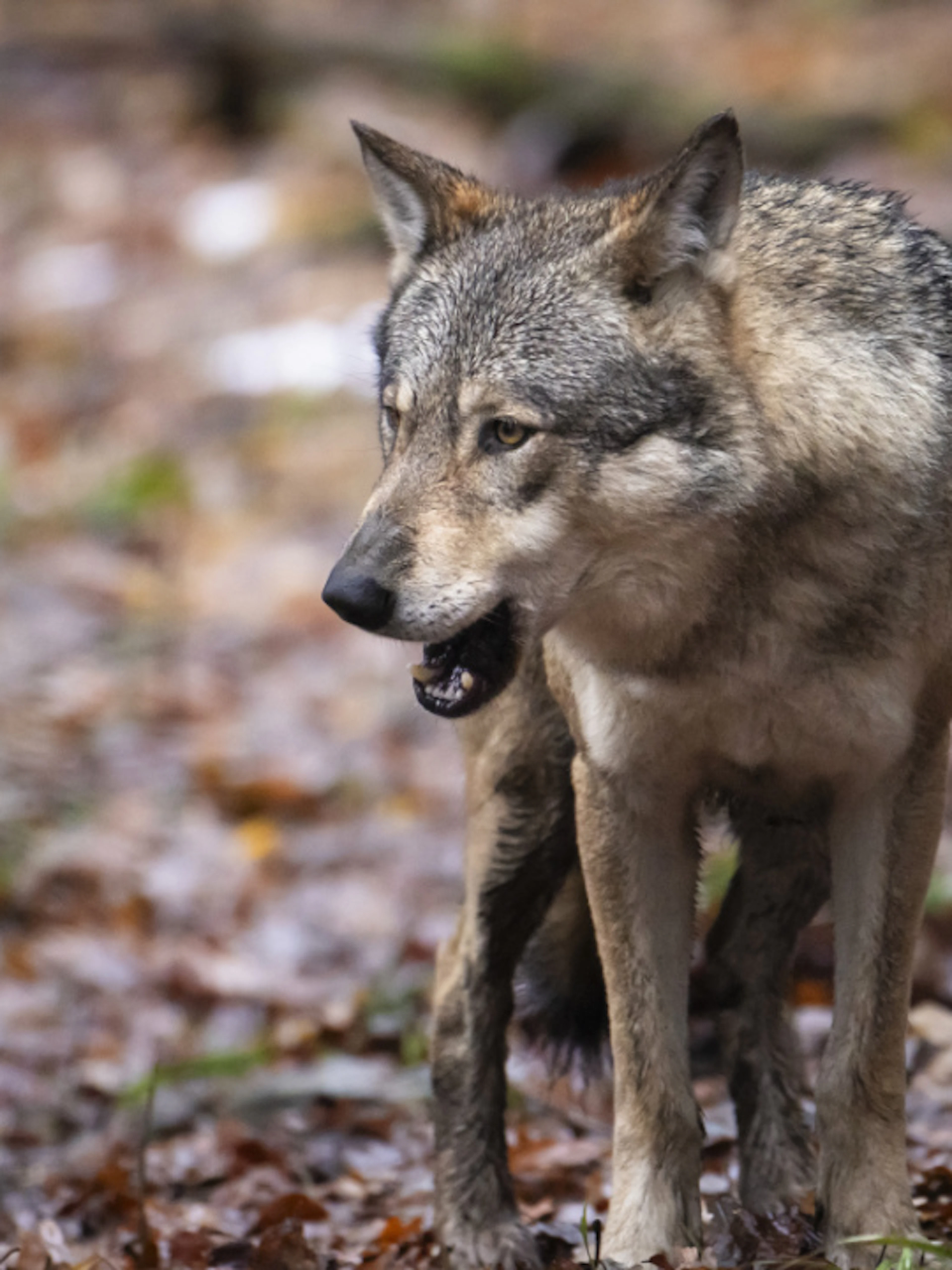 Le canton de Berne autorise l'abattage d'un loup dans l'Oberhasli