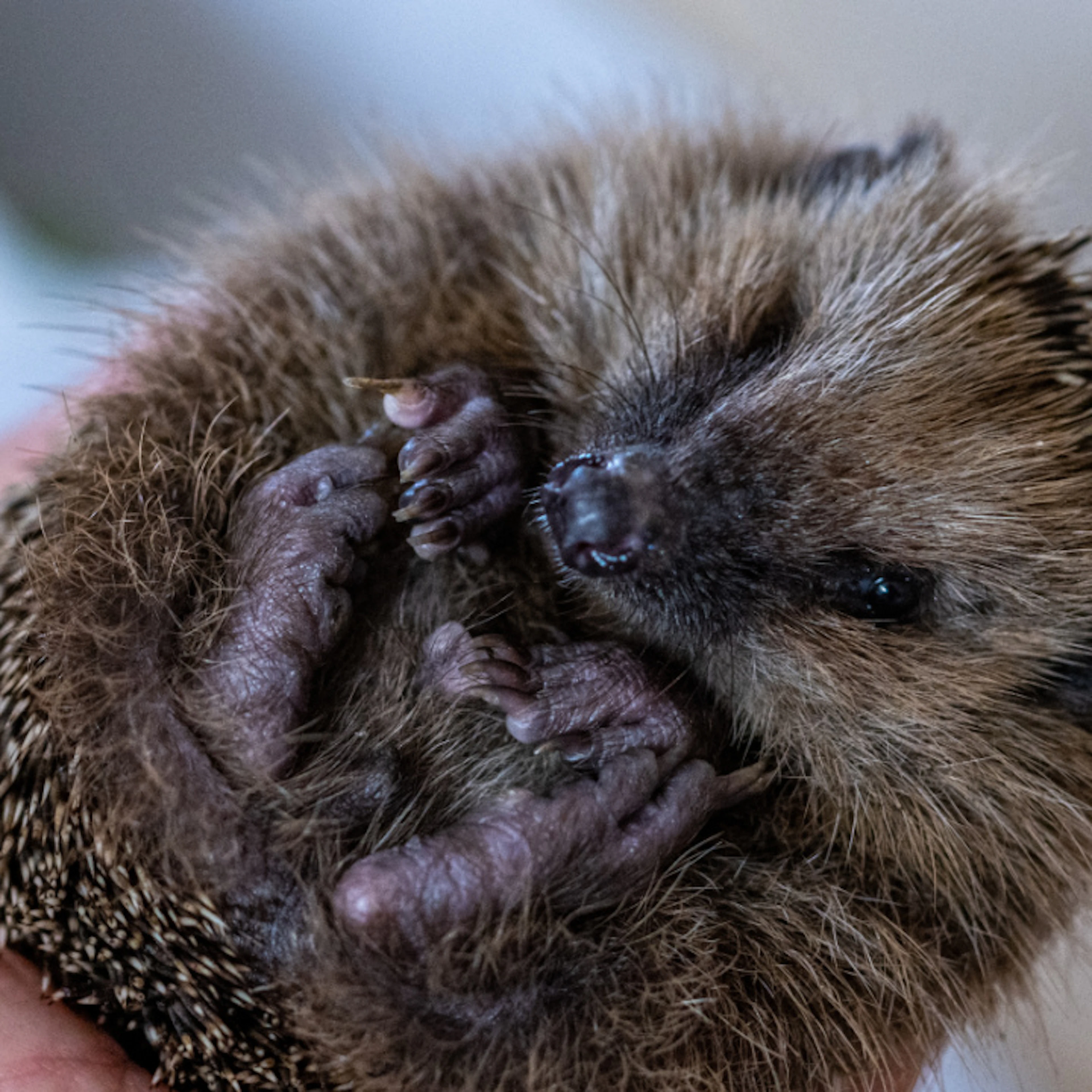 Molti animali in difficoltà