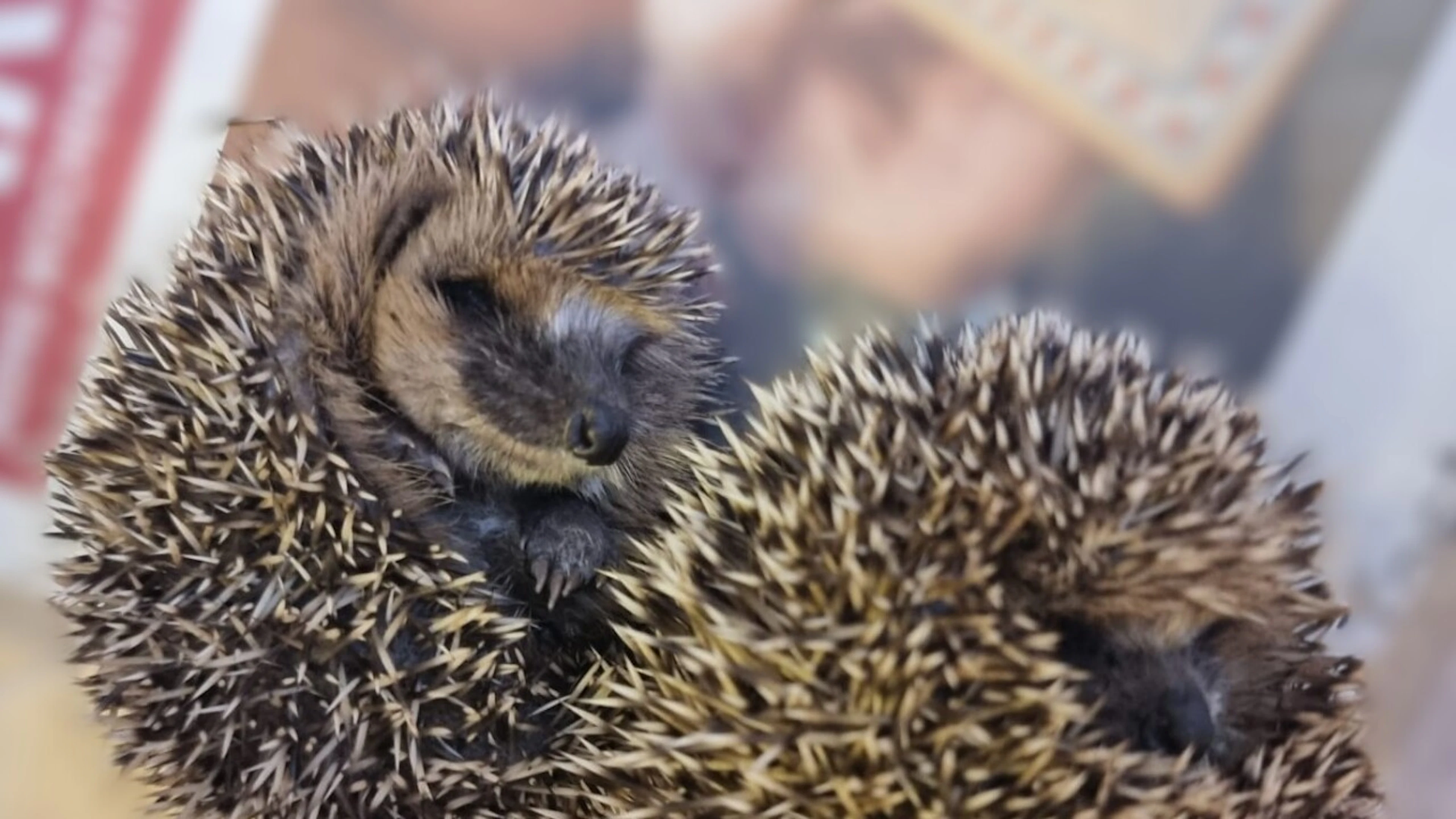 Hitzewelle trifft Igel hart