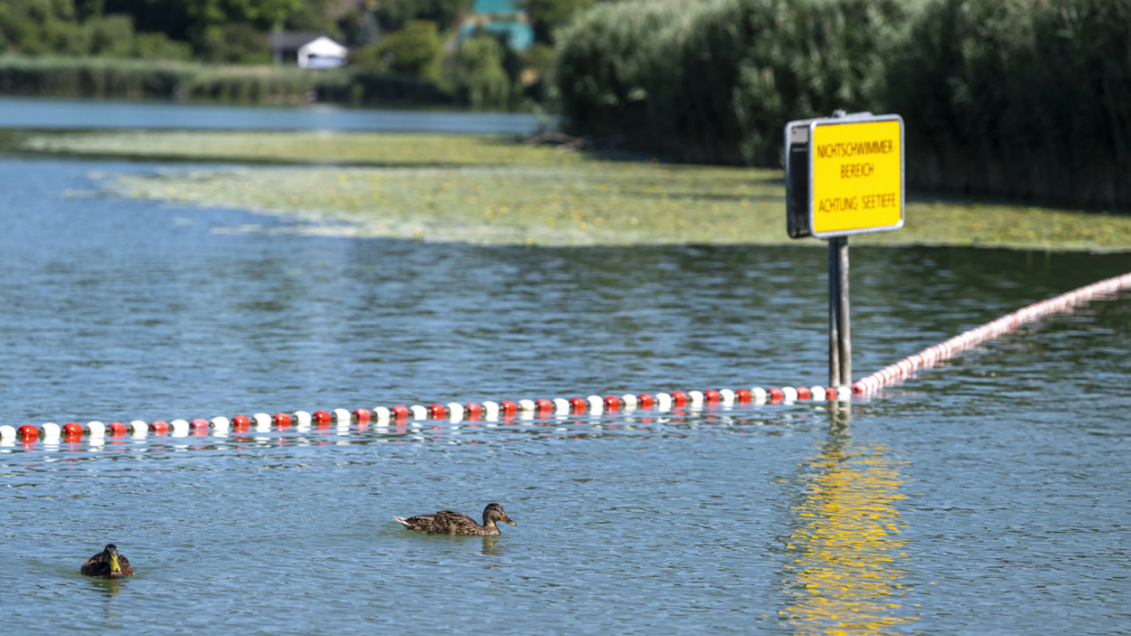 Warme Temperaturen sorgen für Entenflöhe in stehenden Gewässern