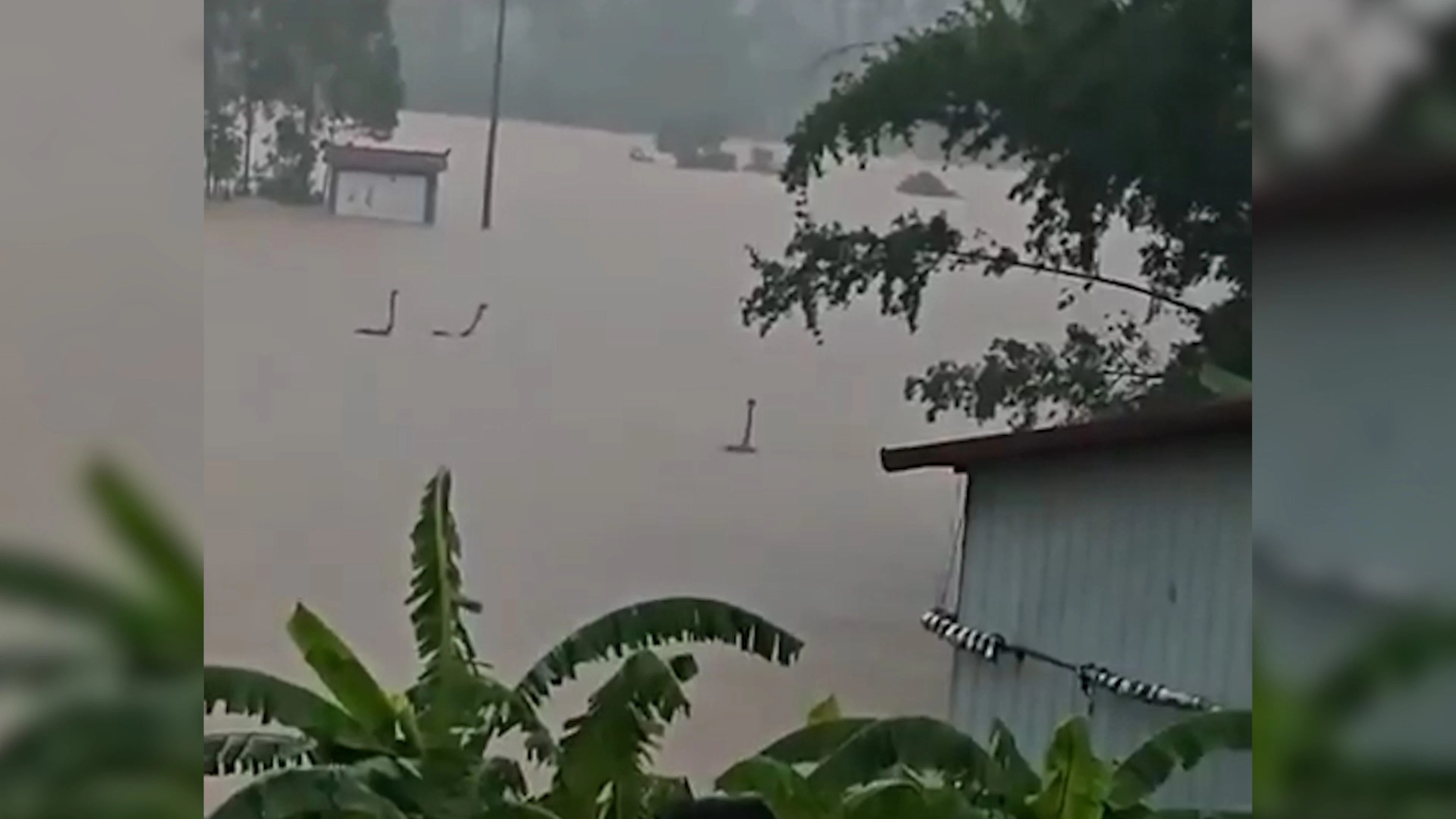 Bis zu 900 Kobras entkommen – jetzt schwimmen sie durchs Hochwasser
