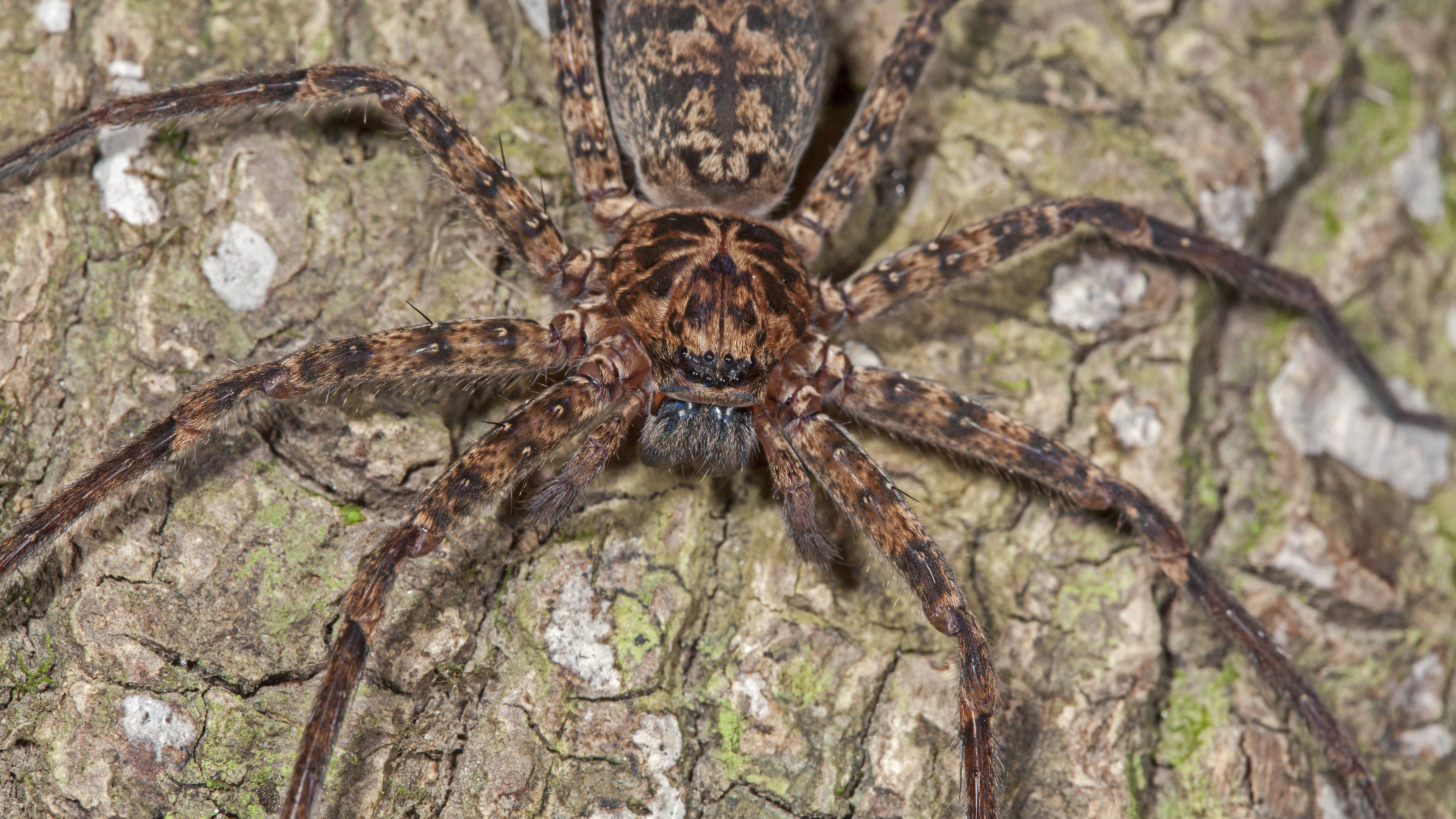 Das ist die schnellste Spinne der Welt