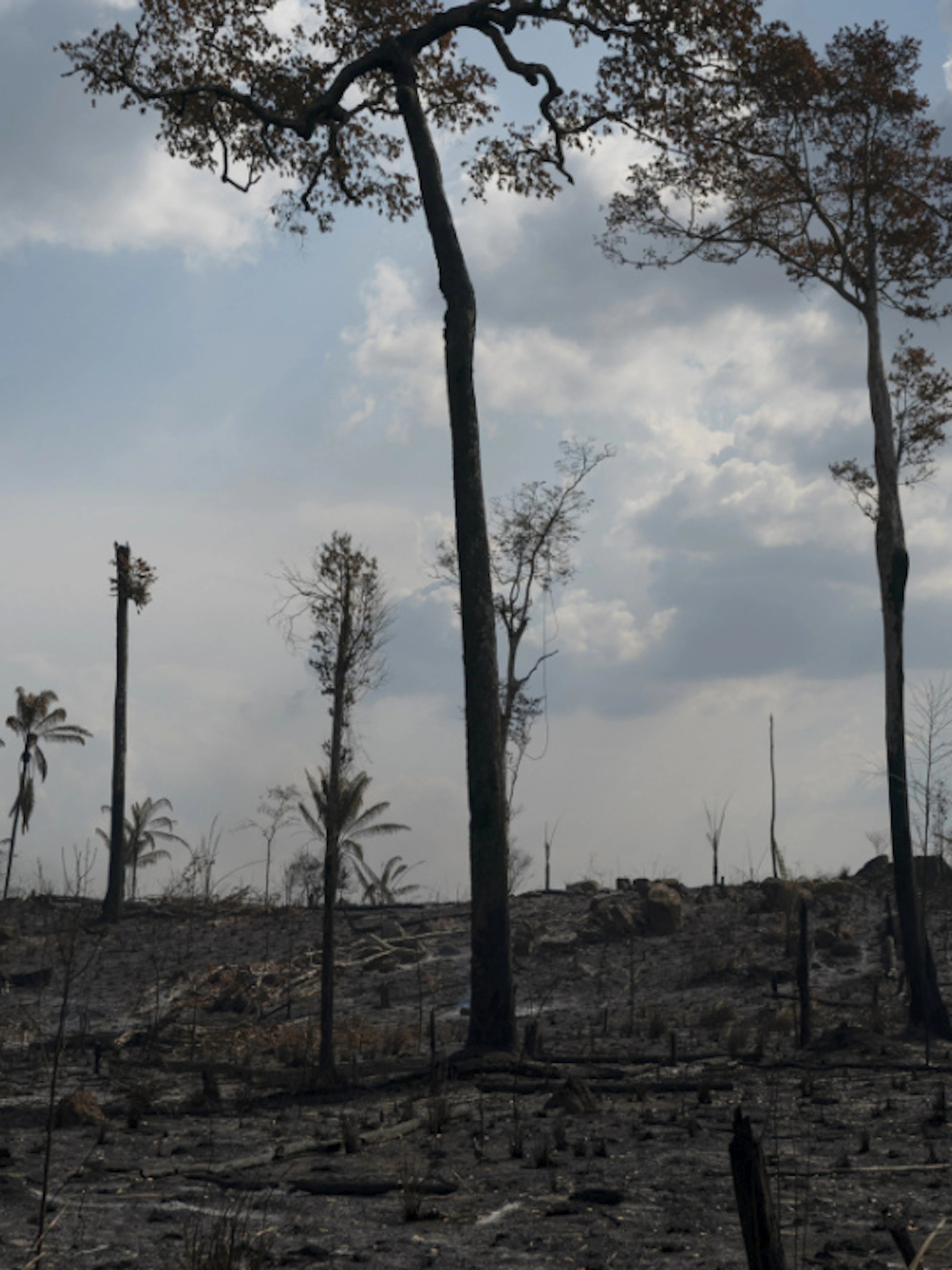 Brésil: en 10 ans, le niveau de la déforestation en Amazonie n'a jamais été aussi bas