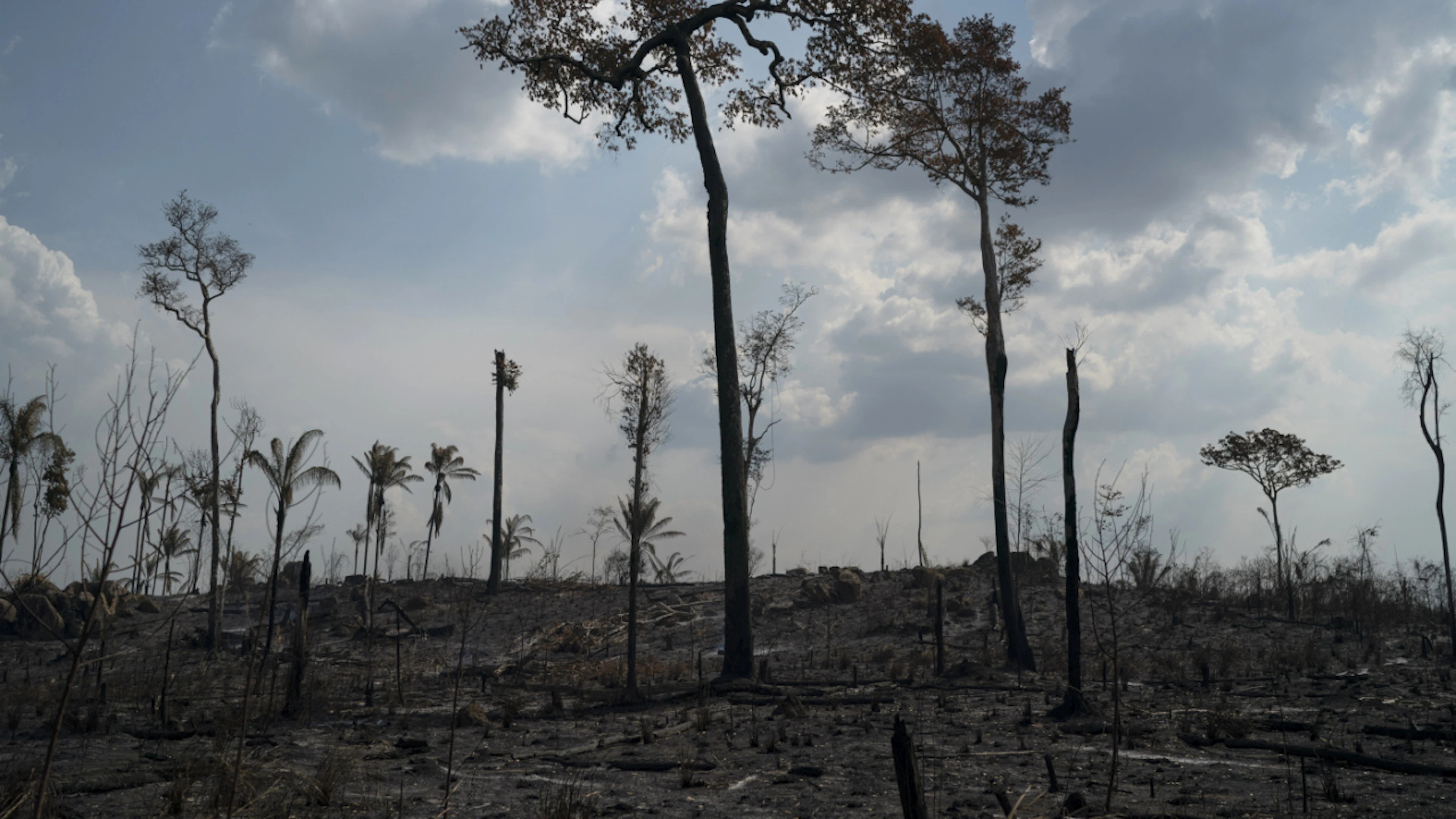 De janvier à juin, 1295 km2 ont été déboisés dans la forêt d'Amazonie. La destruction de la végétation était presque quatre fois plus élevée au premier semestre 2022, dernière année du mandat de Jair Bolsonaro (archives).