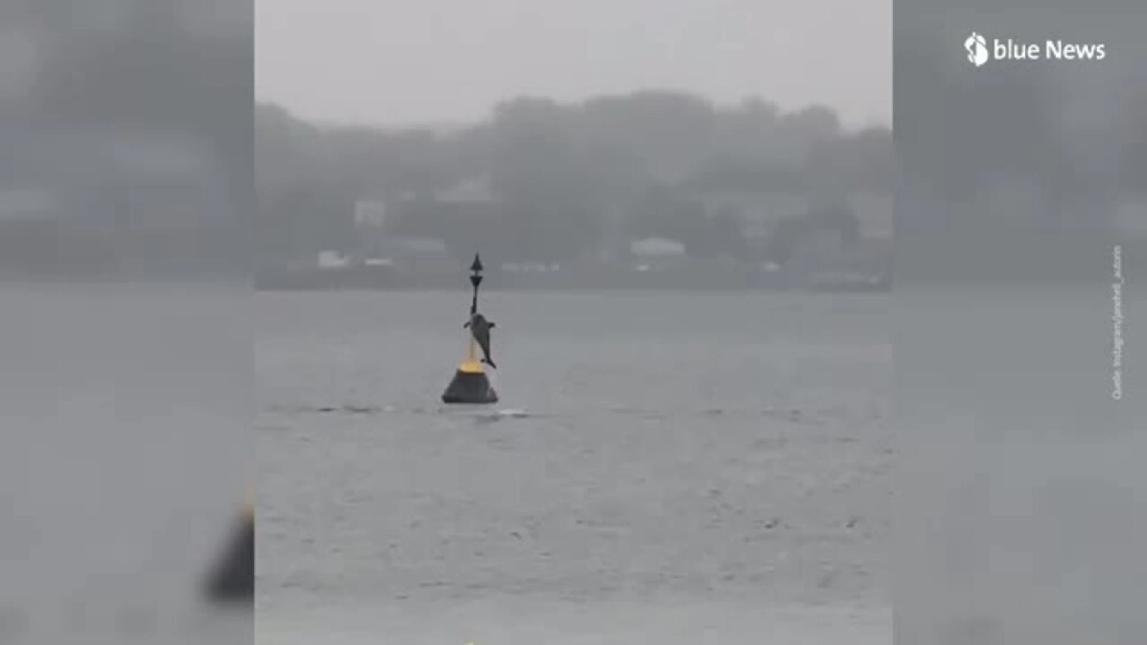 Video in der Ostsee:Hier springt ein Delfin in die Höhe – doch dann kommen Zweifel auf