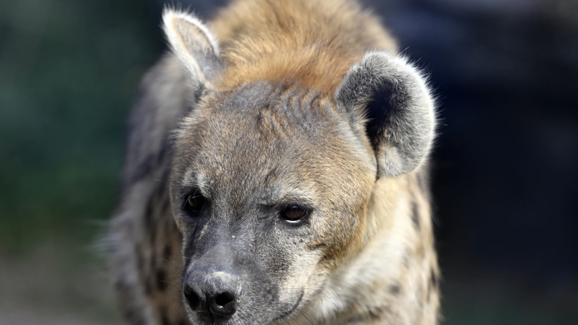 Im Disney-Film «Der König der Löwen» werden Hyänen als hinterlistige Bösewichte dargestellt. Eine neue Studie zeigt, dass die Tiere im Gegenteil ziemlich sozial sind. (Archivbild)