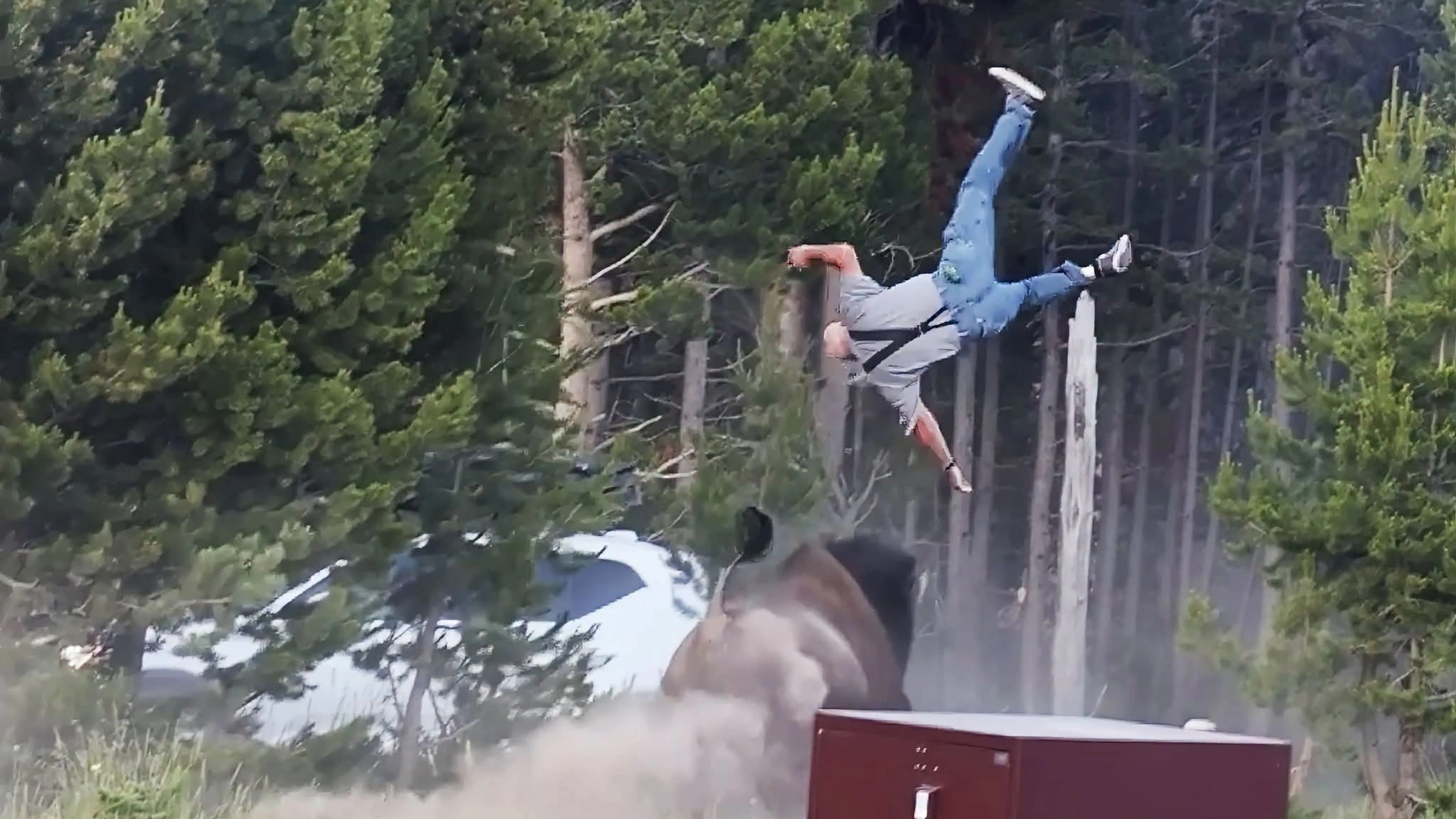 Un bisonte da una tonnellata carica un turista e lo scaraventa in aria