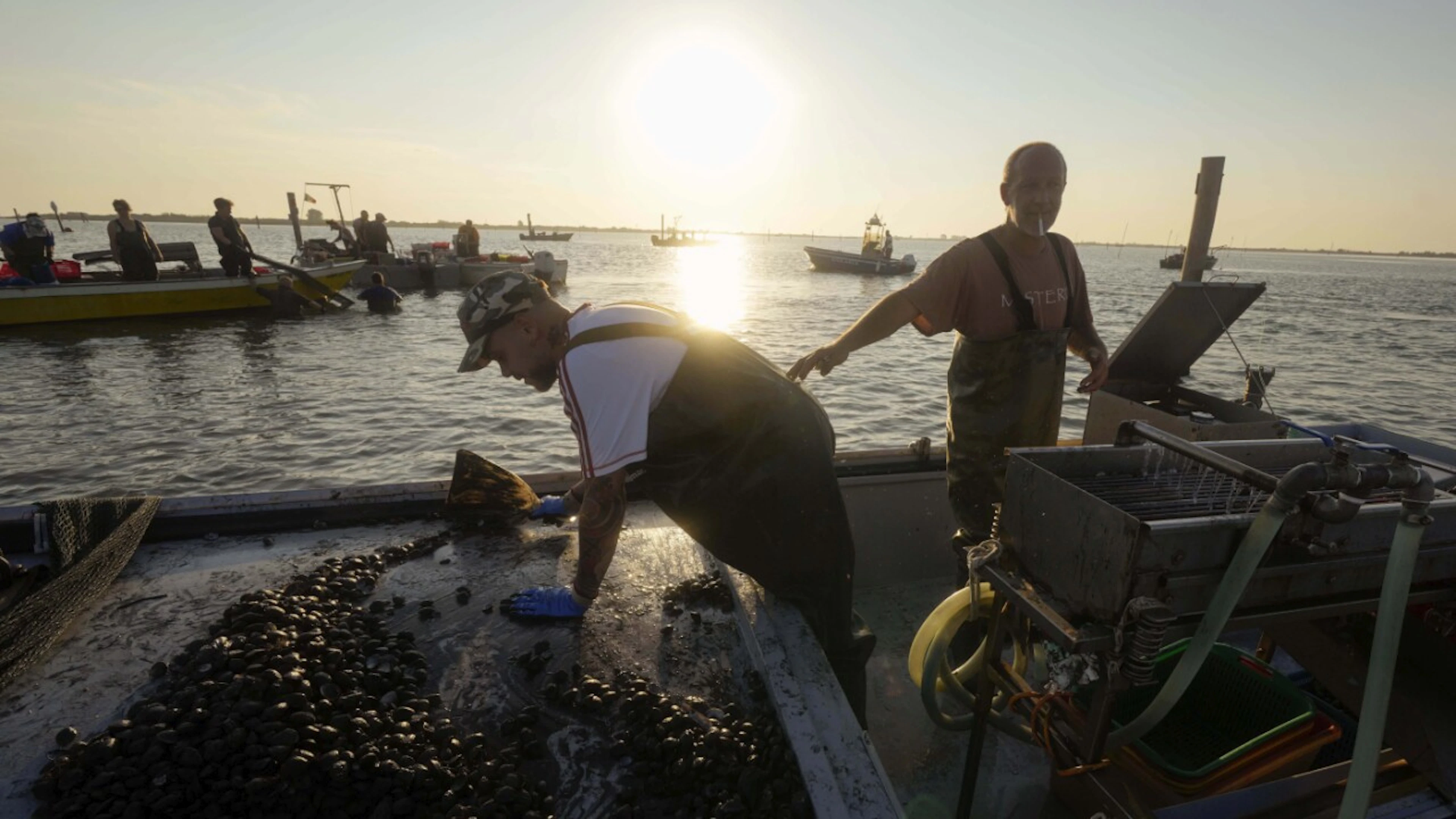 L'acqua del Delta del Po è troppo calda, muoiono cozze e vongole