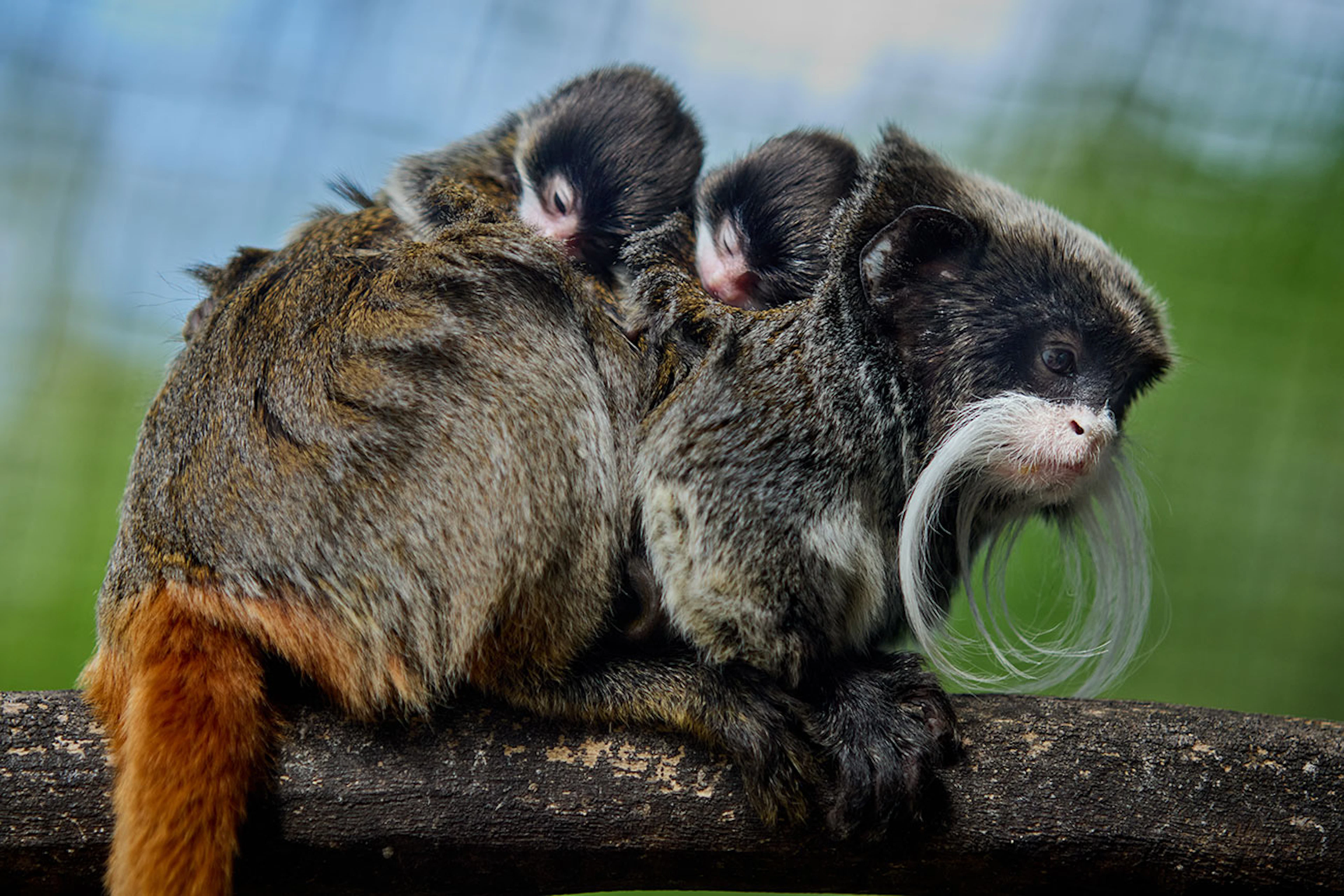 Le tamarin empereur doit son nom à ses impressionnantes moustaches blanches au style «impérial».