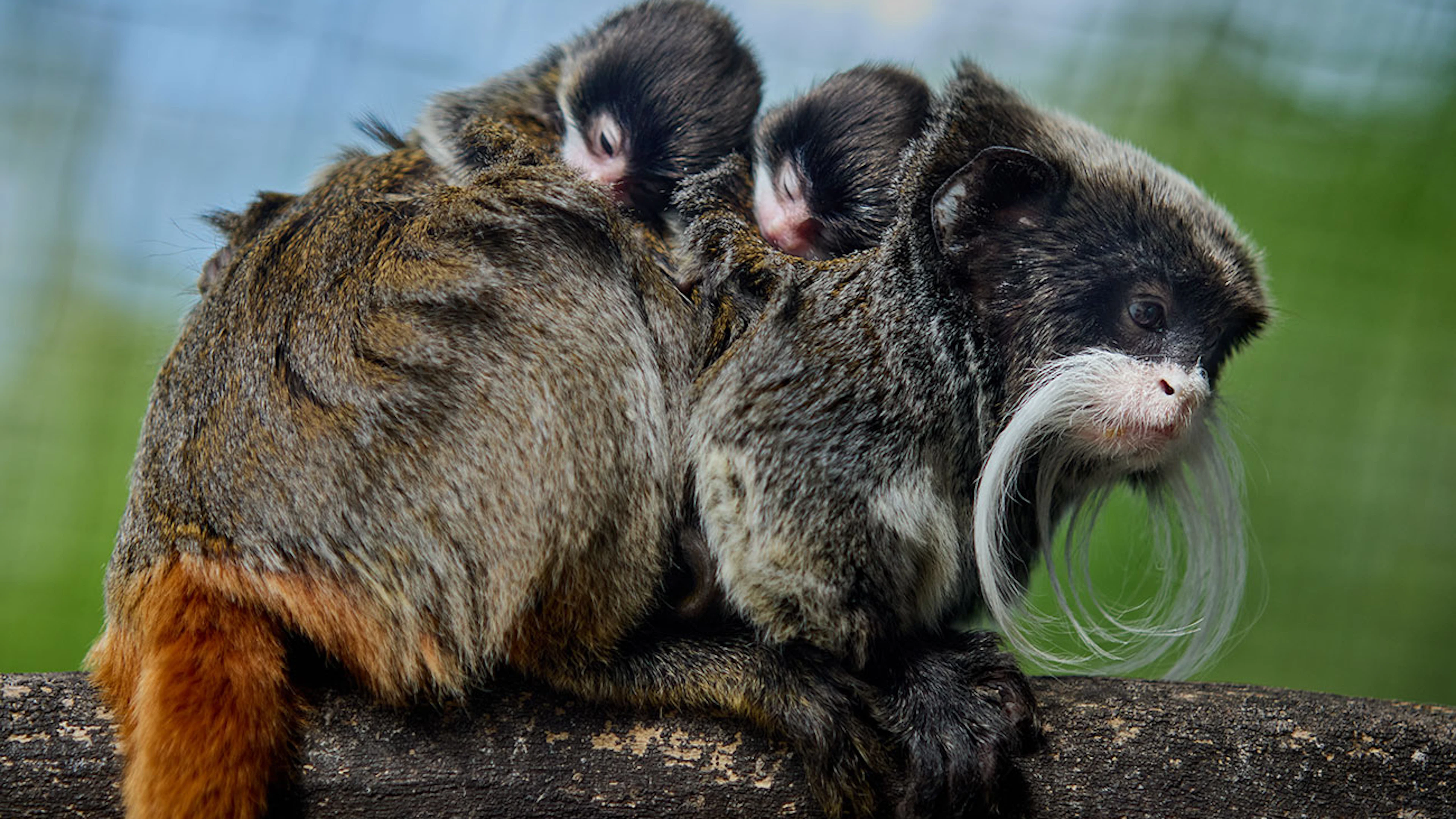 Deux bébés primates tamarins empereurs volés au zoo de La Palmyre