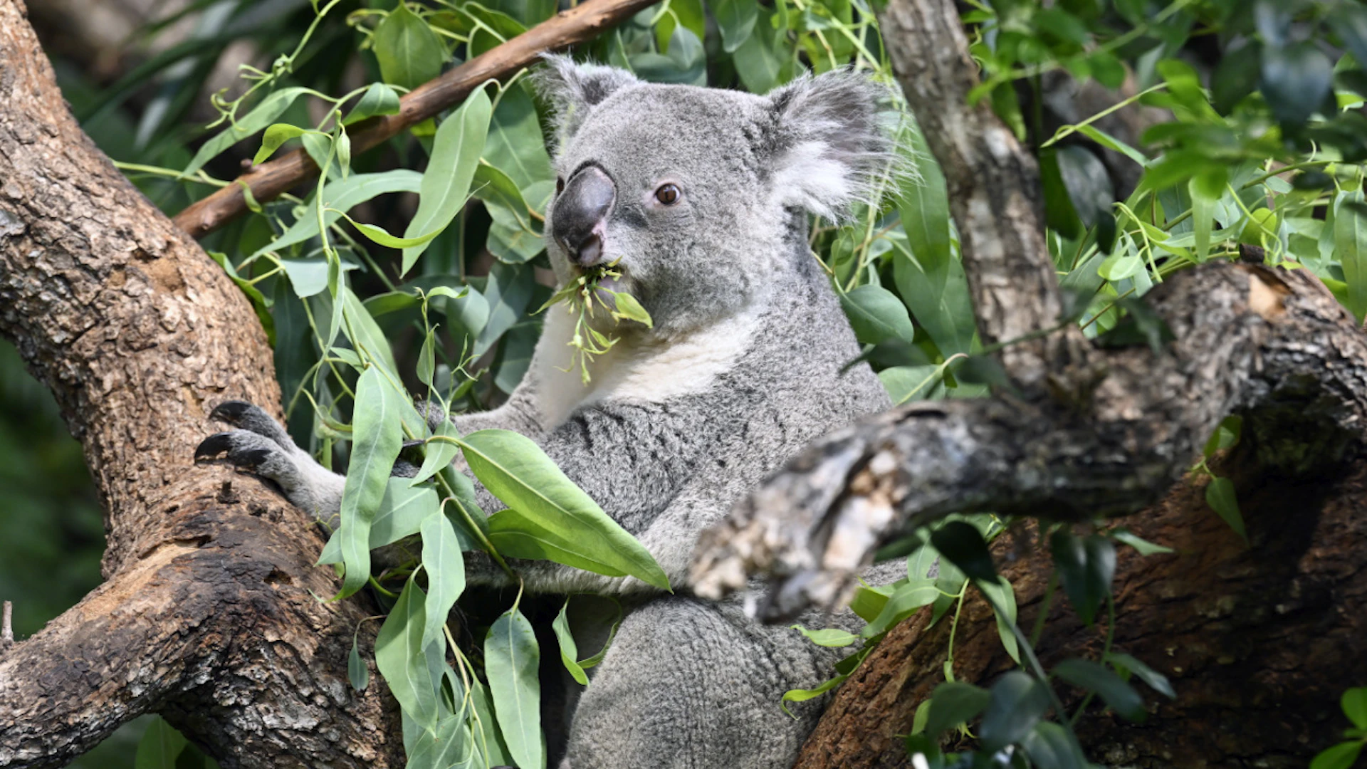 Il koala Tarni, star della conferenza stampa odierna allo zoo di Zurigo.