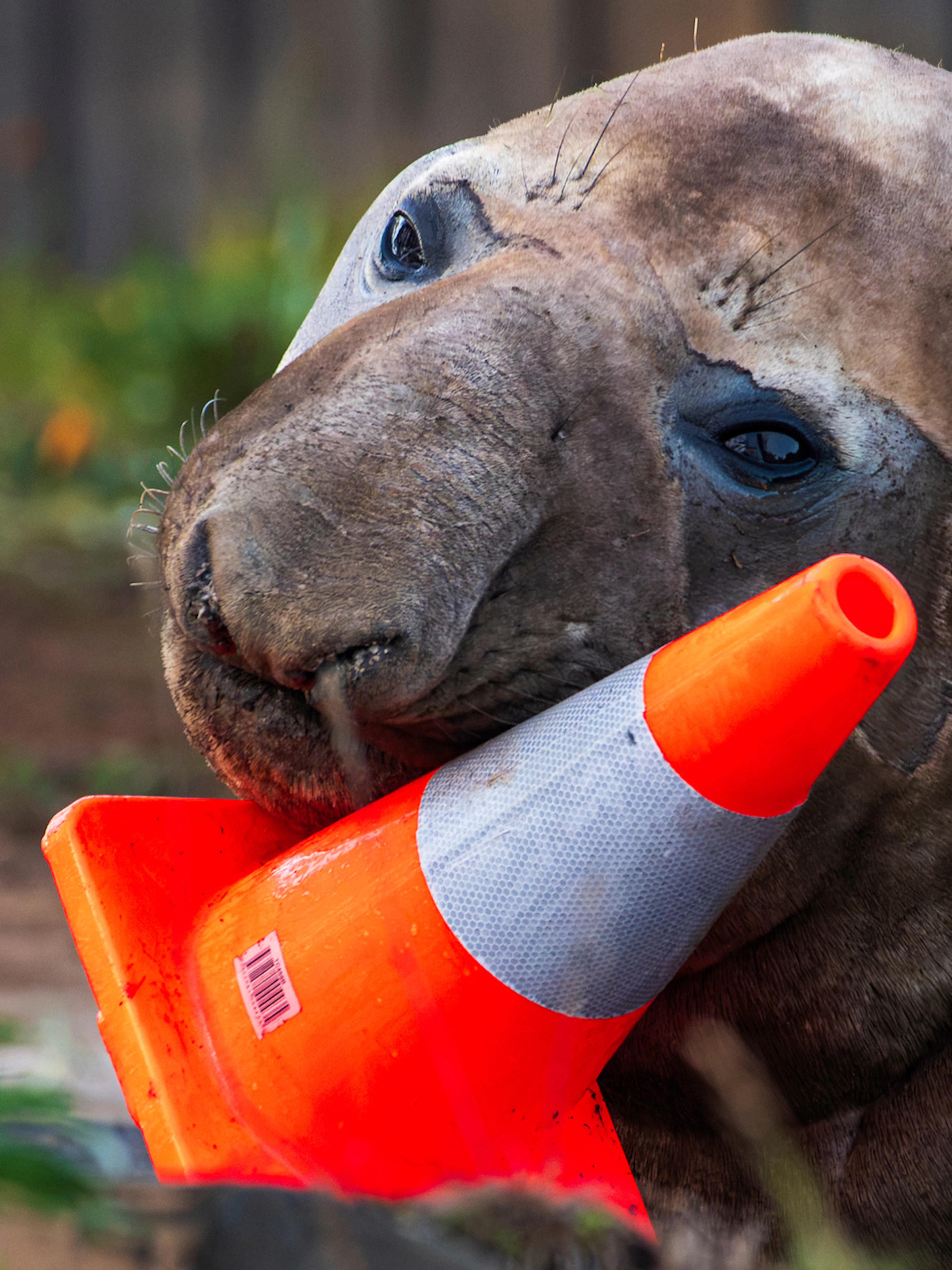 L'elefante marino Neil incanta il web e la Tasmania con le sue insolite gesta