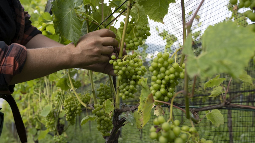 bluewin.ch - Climate Change Is Shifting Europe's Wine-Growing Regions