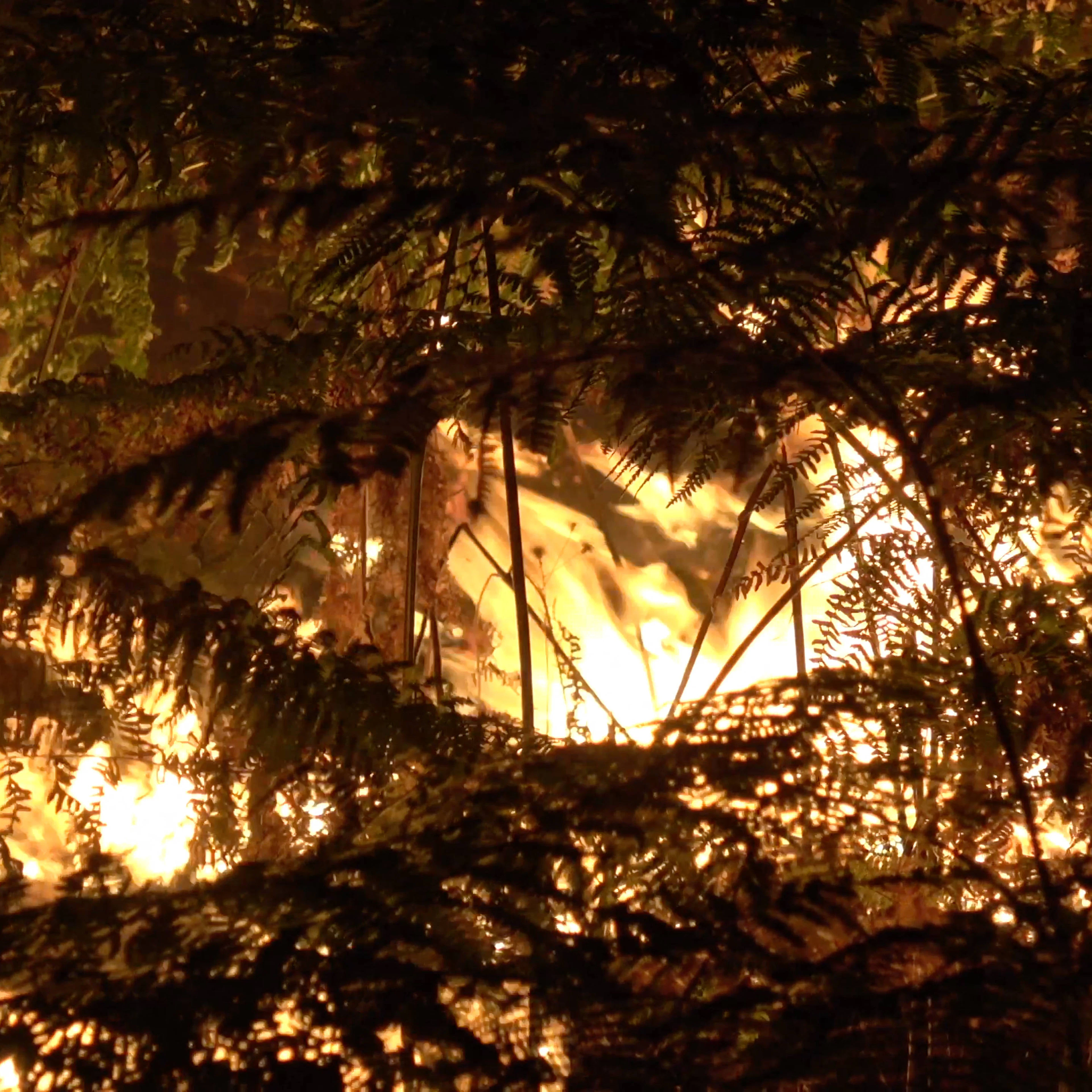 Forêt de Fontainebleau en feu
