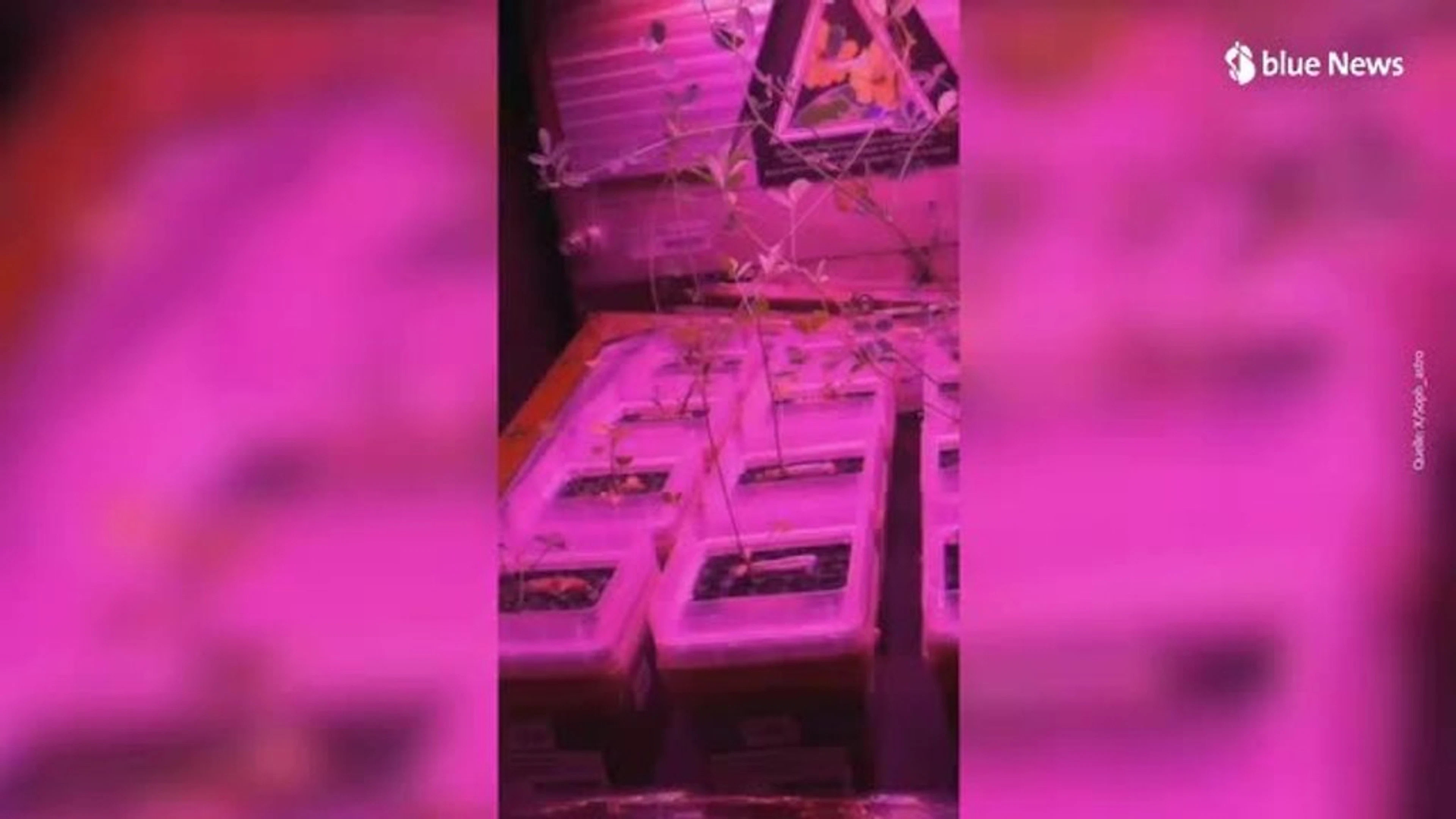 NASA forscht: Astronautin zeigt, wie Gemüseanbau im All geht