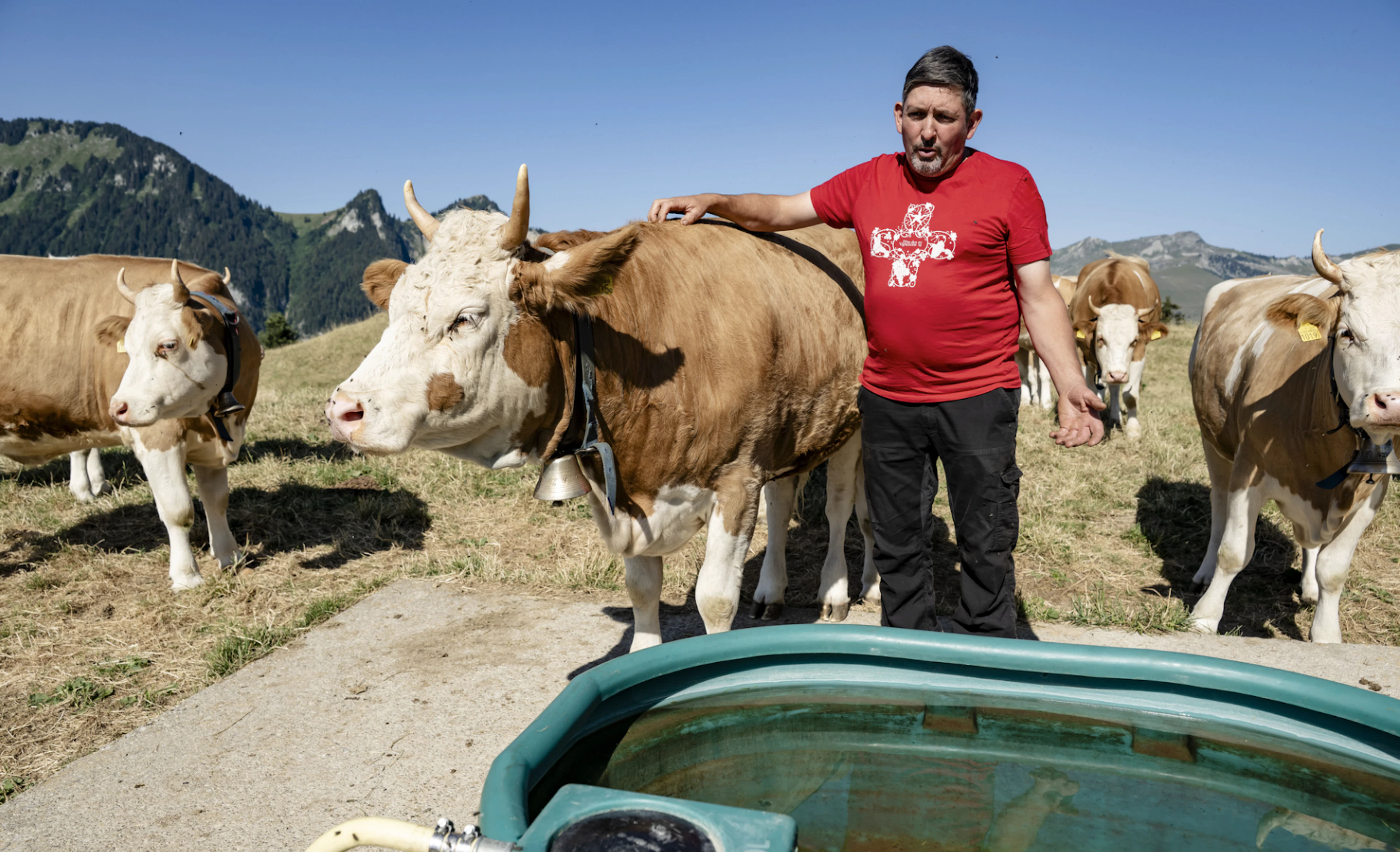 Des génisses mangent de l'herbe devant un point d'eau dans l'alpage «Les Combarins» de l'agriculteur Philippe Rosat le vendredi 10 juillet 2026 a Rossinière dans le Pays-d'Enhaut. (KEYSTONE/Jean-Christophe Bott)