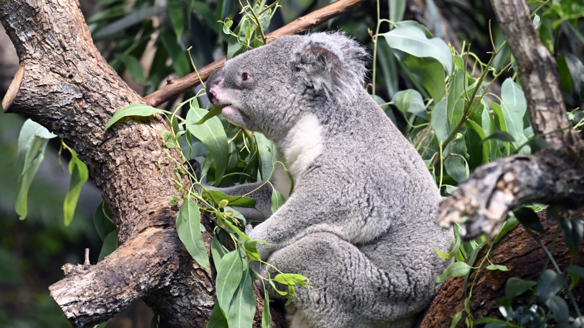Suspendu aux branches de son eucalyptus, le koala Tarni affronte la chaleur grâce à des stratégies bien rodées. Mais les épisodes de canicule prolongés mettent aussi l'espèce à l'épreuve.