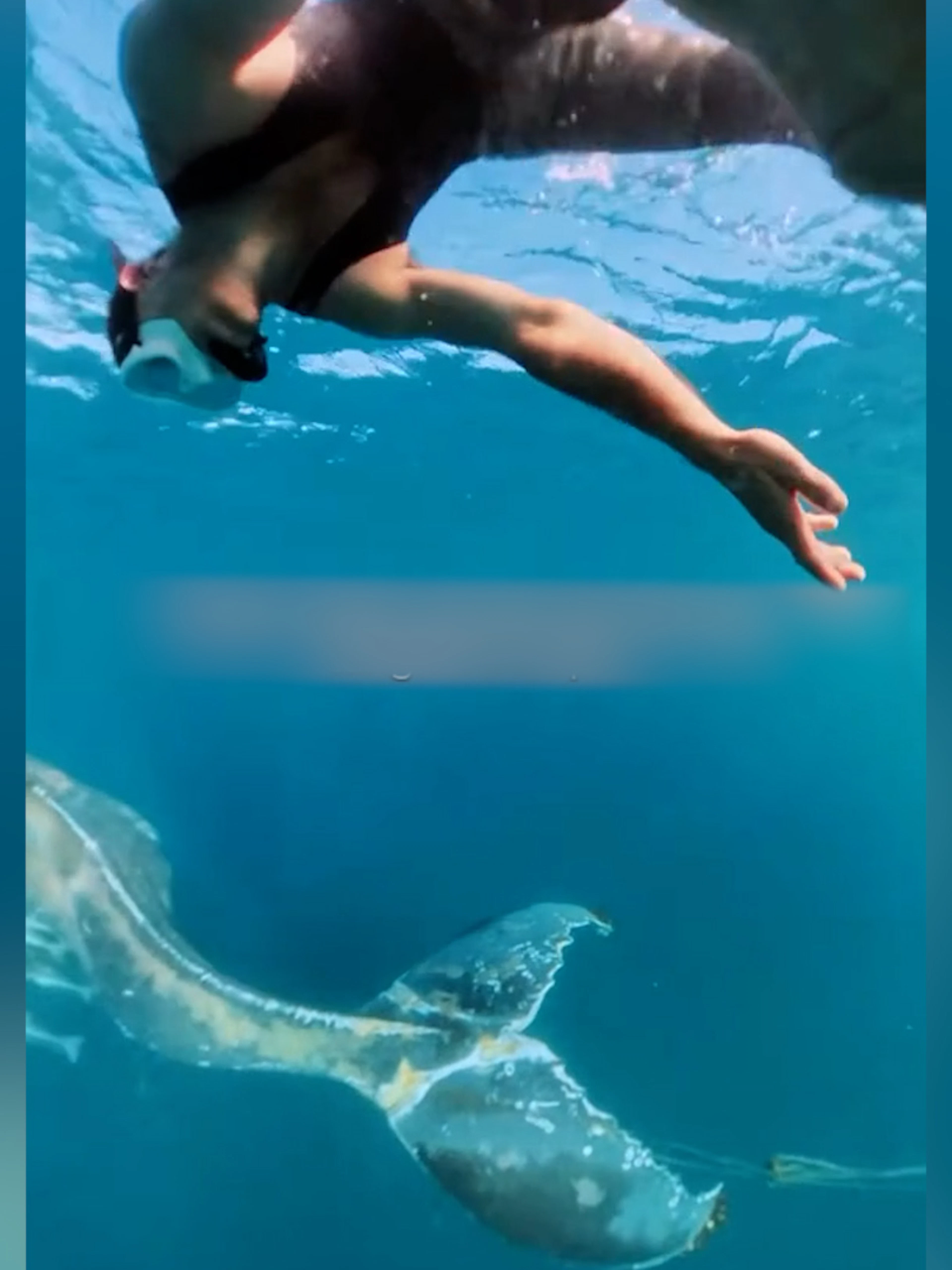 Australier springen vom Jetski und befreien einen Buckelwal
