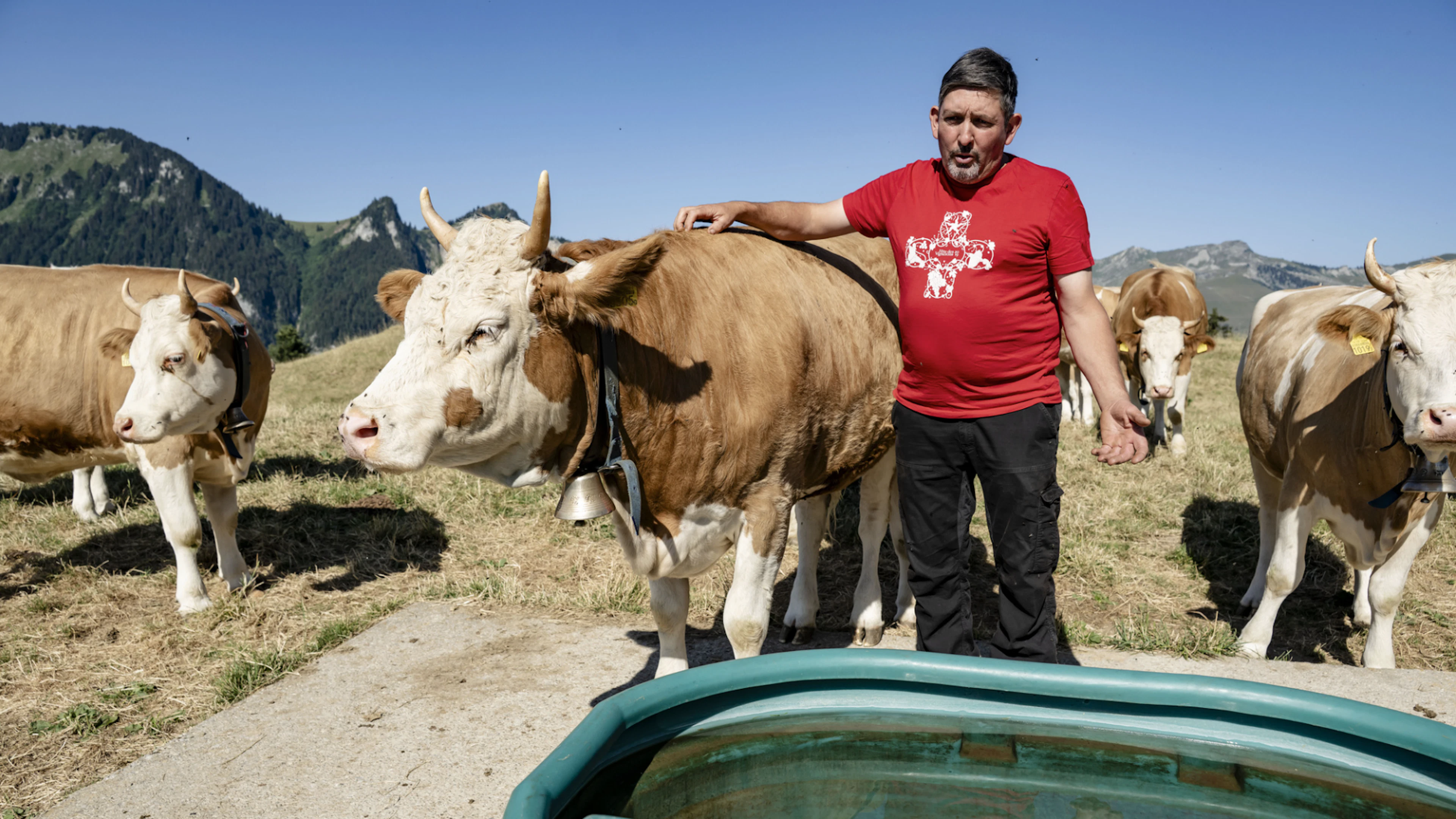 Quand les vaches doivent redescendre de l'alpage – Le casse-tête des paysans