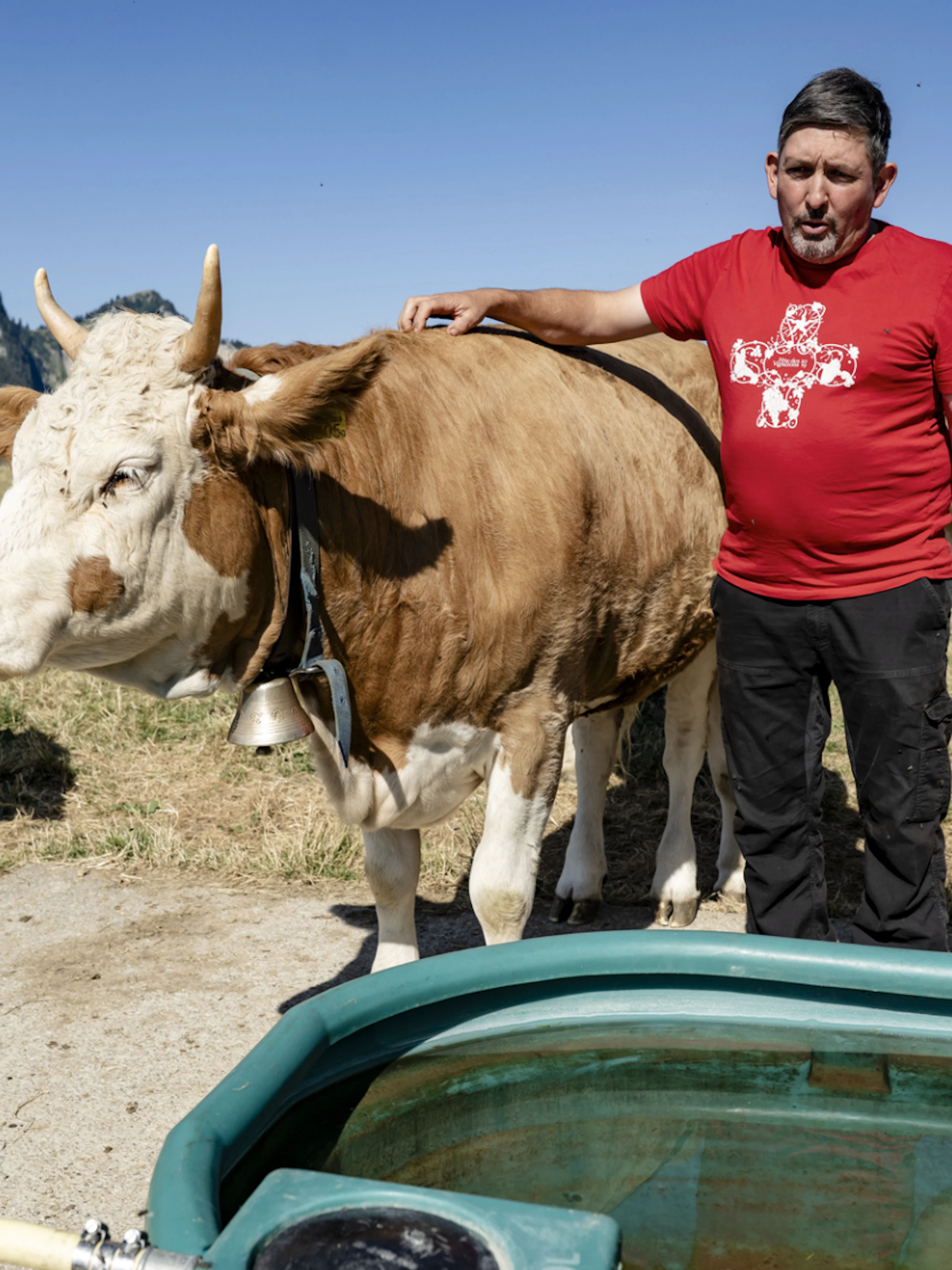 Quand les vaches doivent redescendre de l'alpage – Le casse-tête des paysans