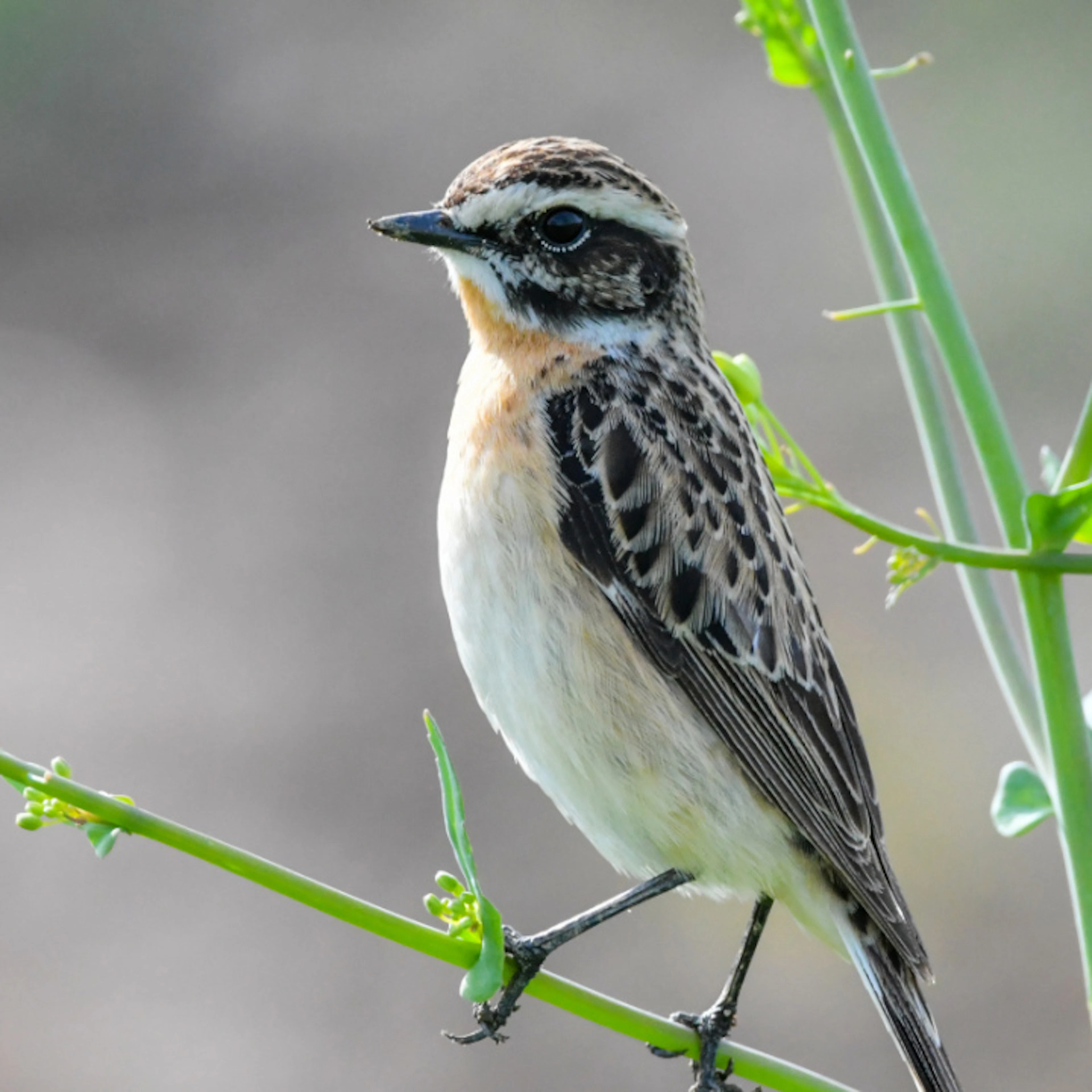 Uccelli selvatici