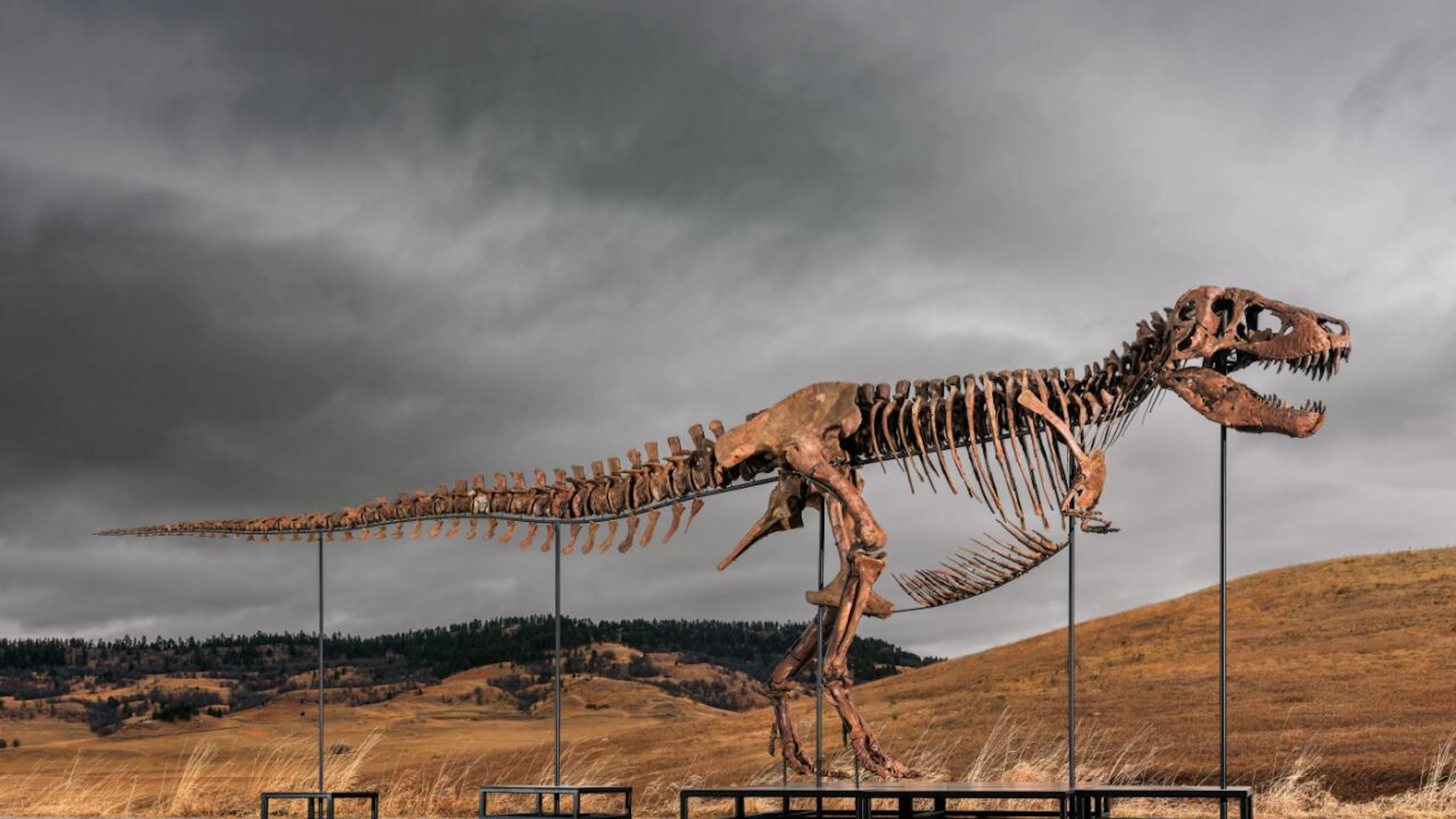 Un T-Rex vendu 50 millions de dollars à New York
