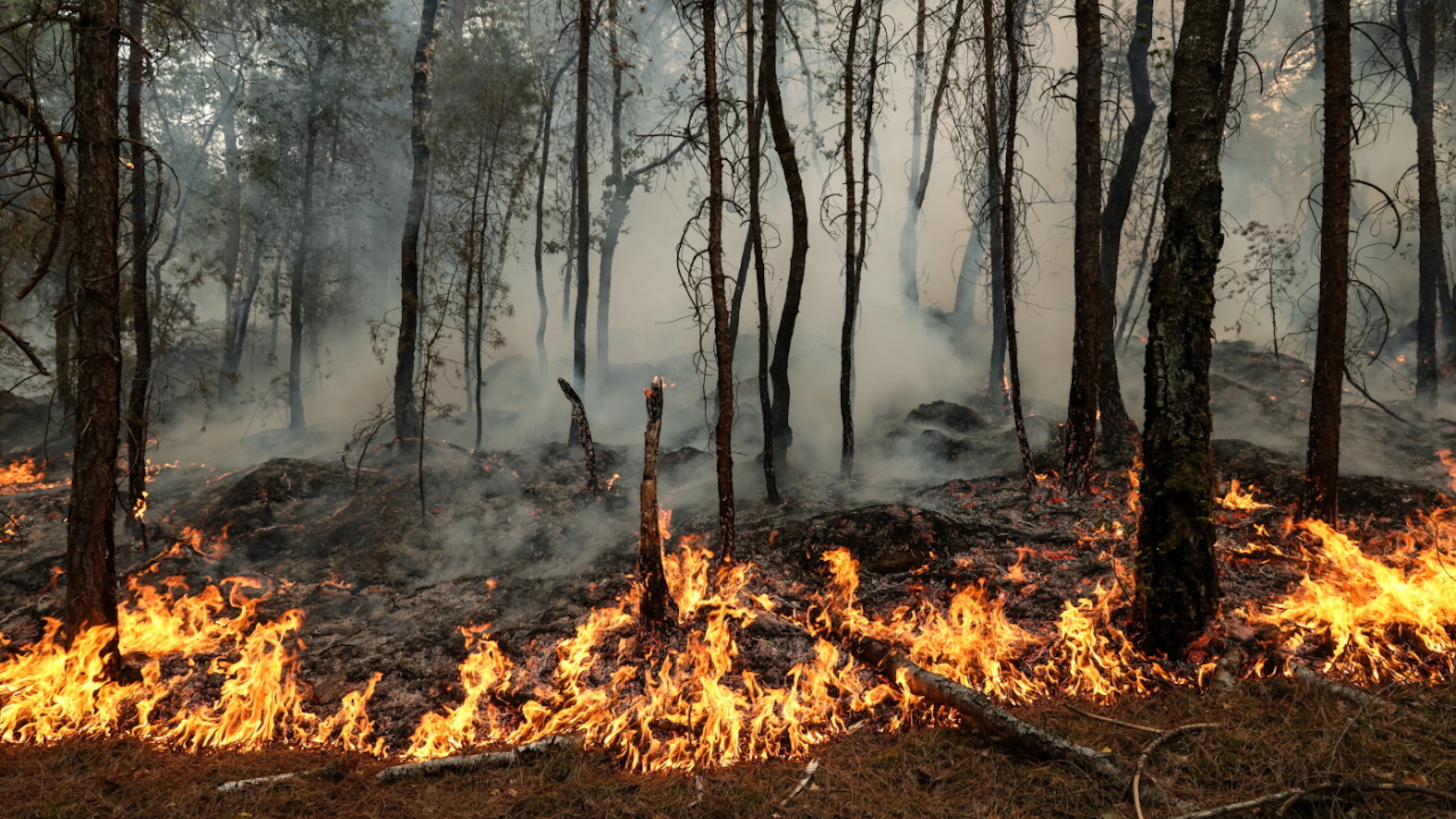 1900 hectares ravagés par le feu, deux suspects interpellés, la lutte continue