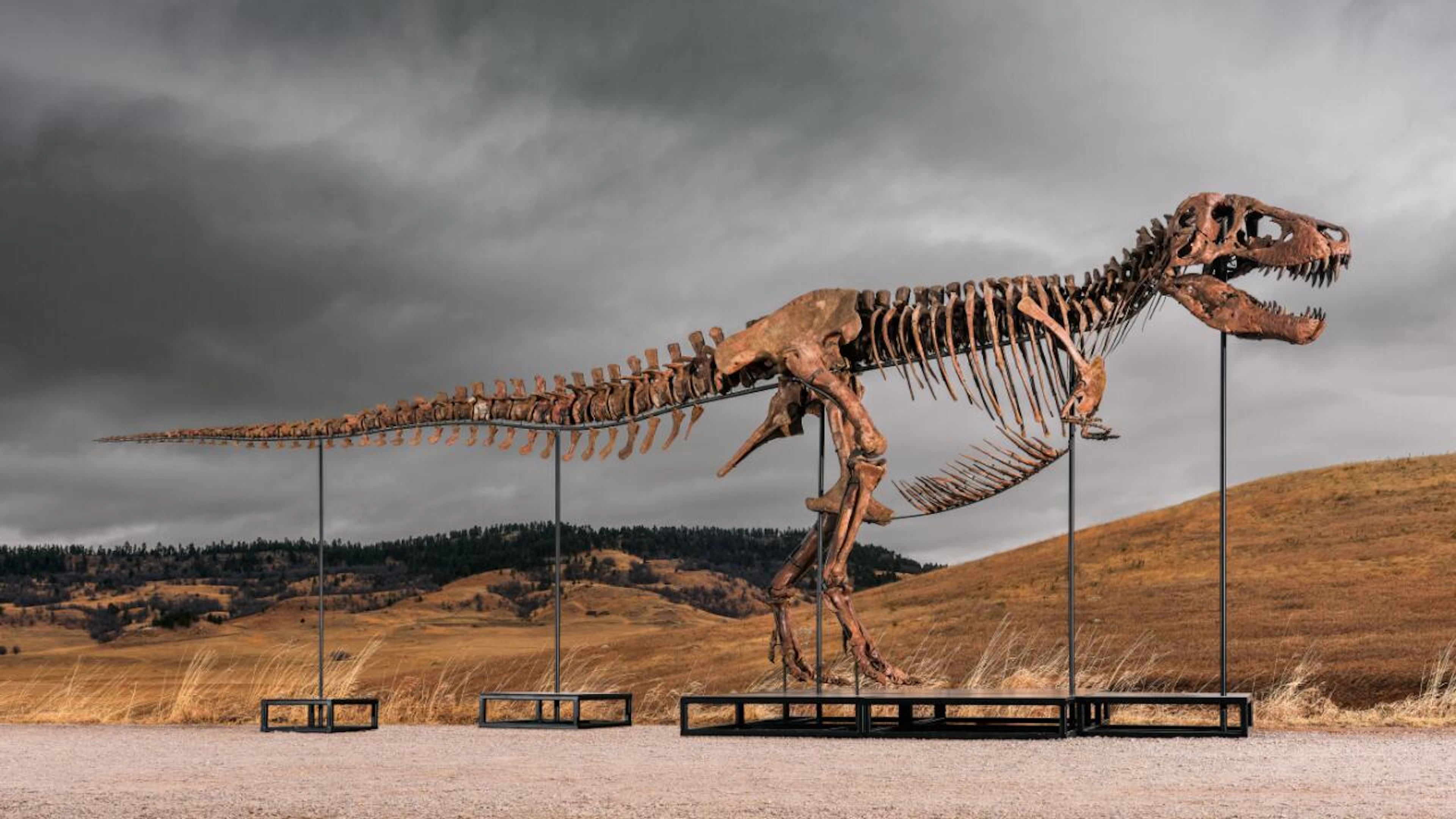 Nuovo record per un dinosauro all'asta, ecco a quanto è stato venduto «Gus Rex»