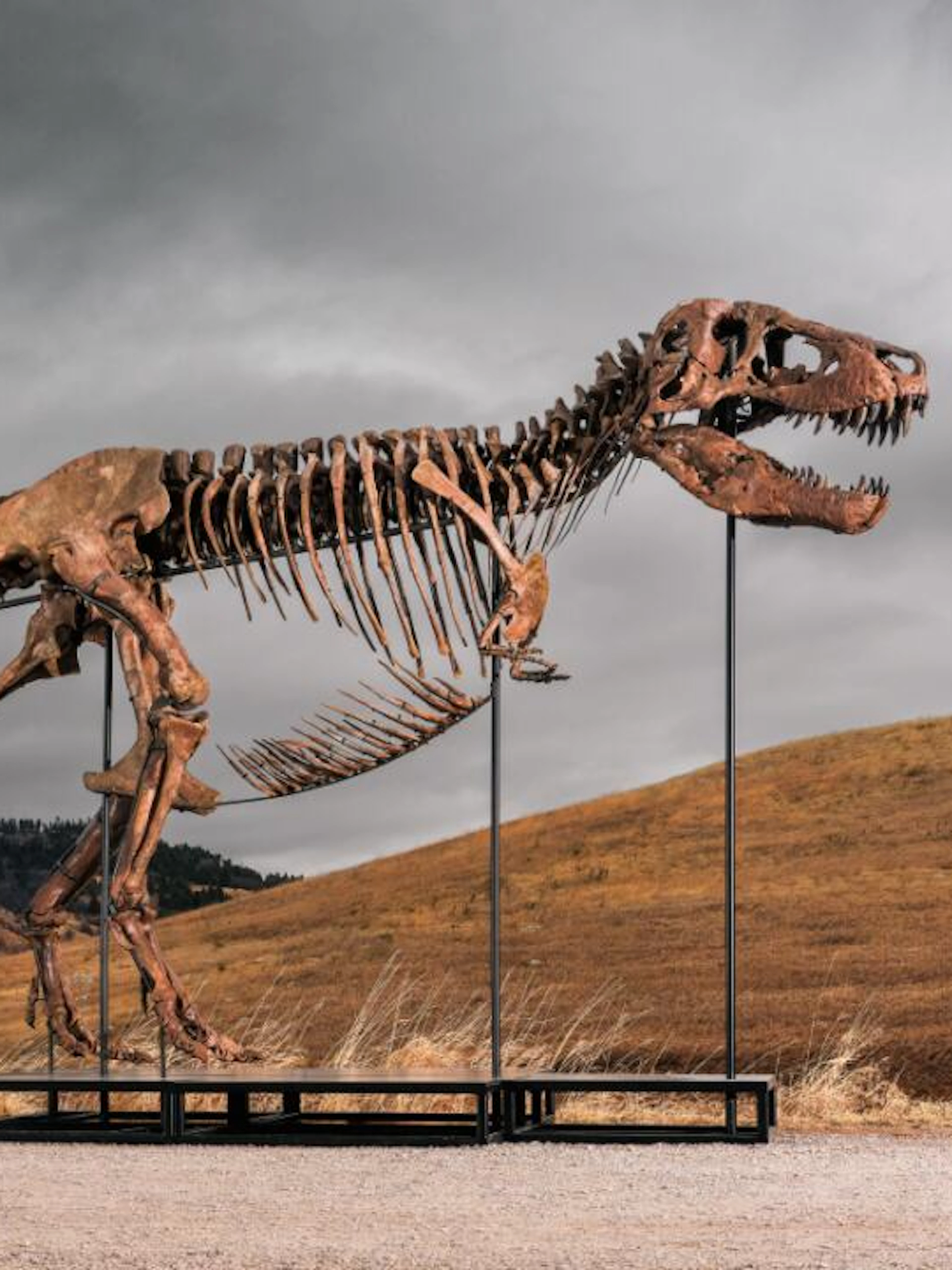Nuovo record per un dinosauro all'asta, ecco a quanto è stato venduto «Gus Rex»