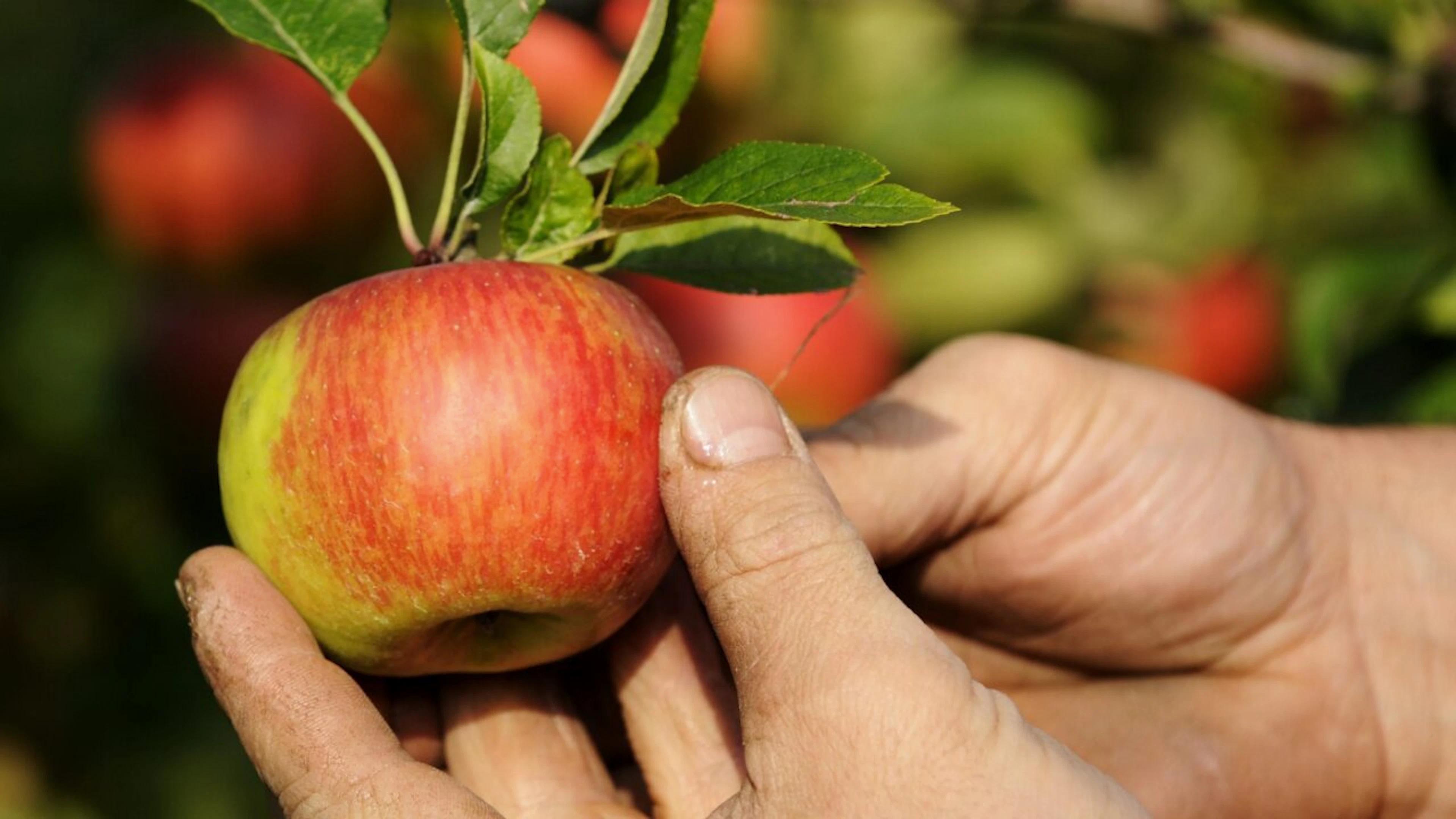 Les Suisses, ces «Blanche-Neige» séduits par la pomme de la vilaine sorcière