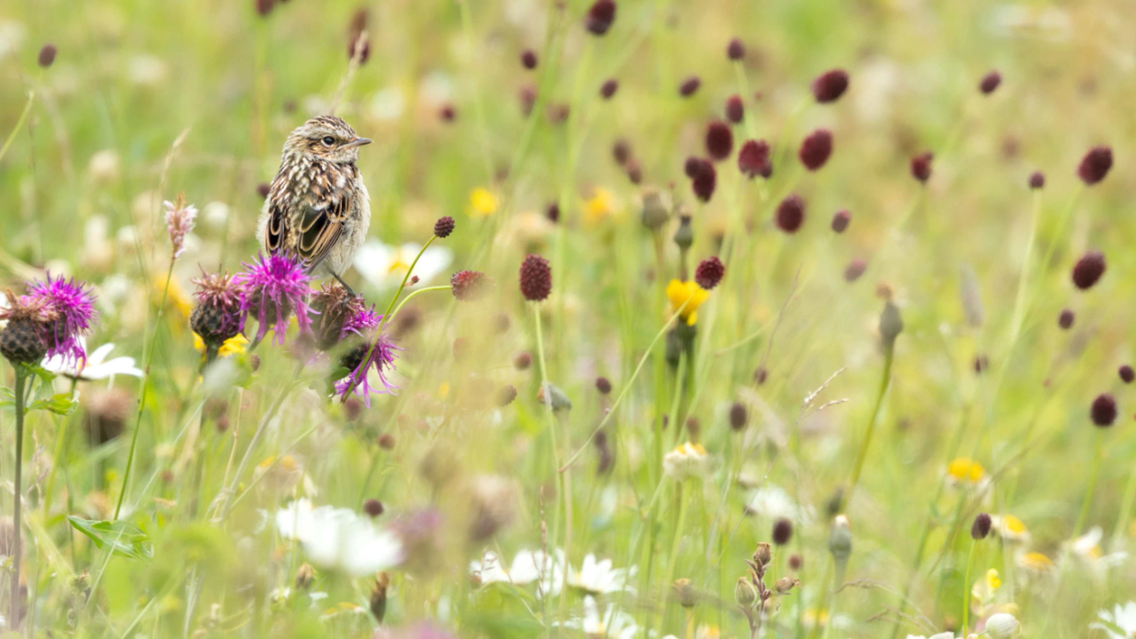 Le tarier des prés, un oiseau exceptionnel menacé par la fauche