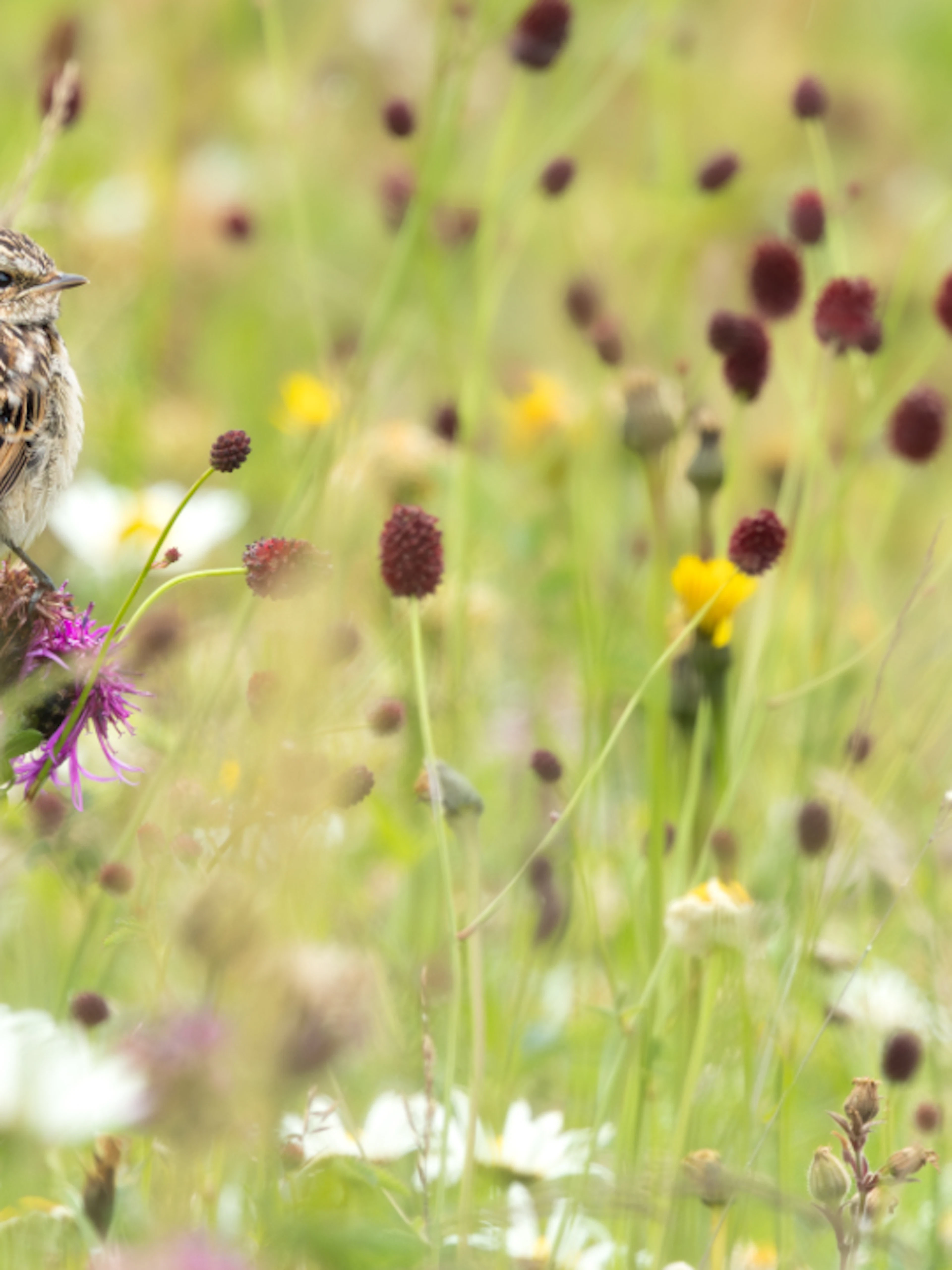 Le tarier des prés, un oiseau exceptionnel menacé par la fauche