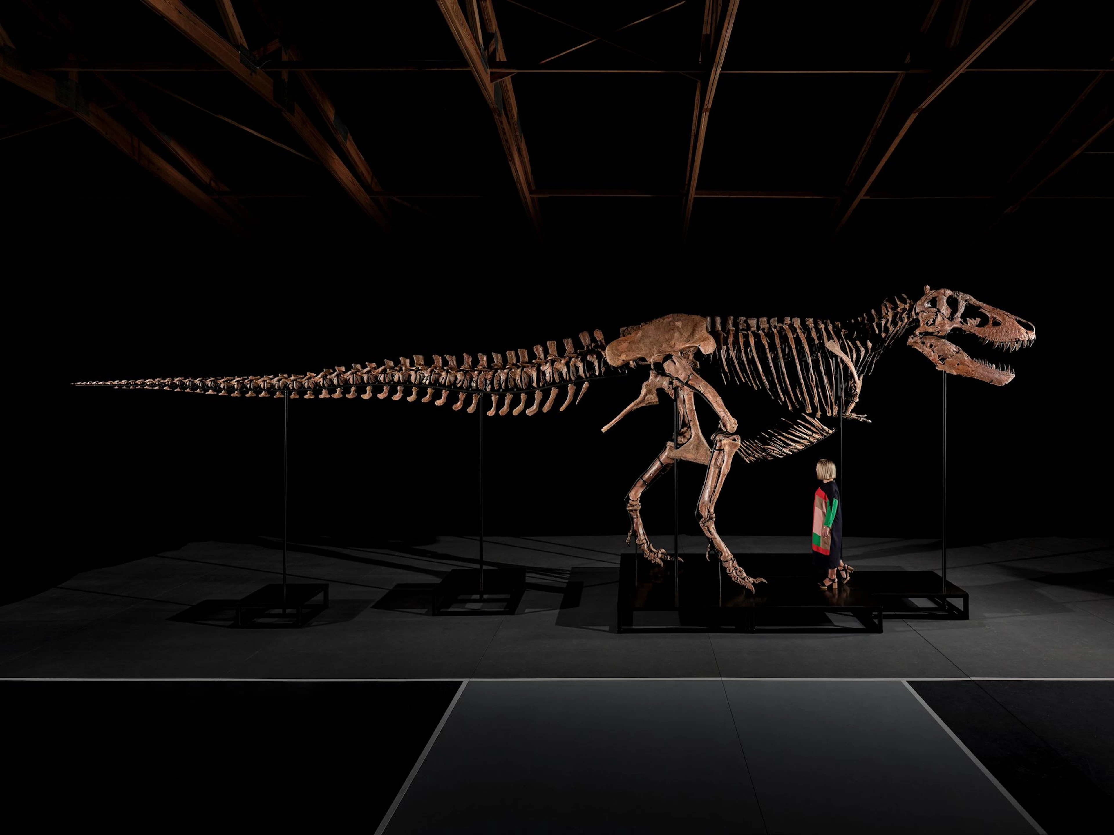 The bones were auctioned off for about 50 million dollars.
