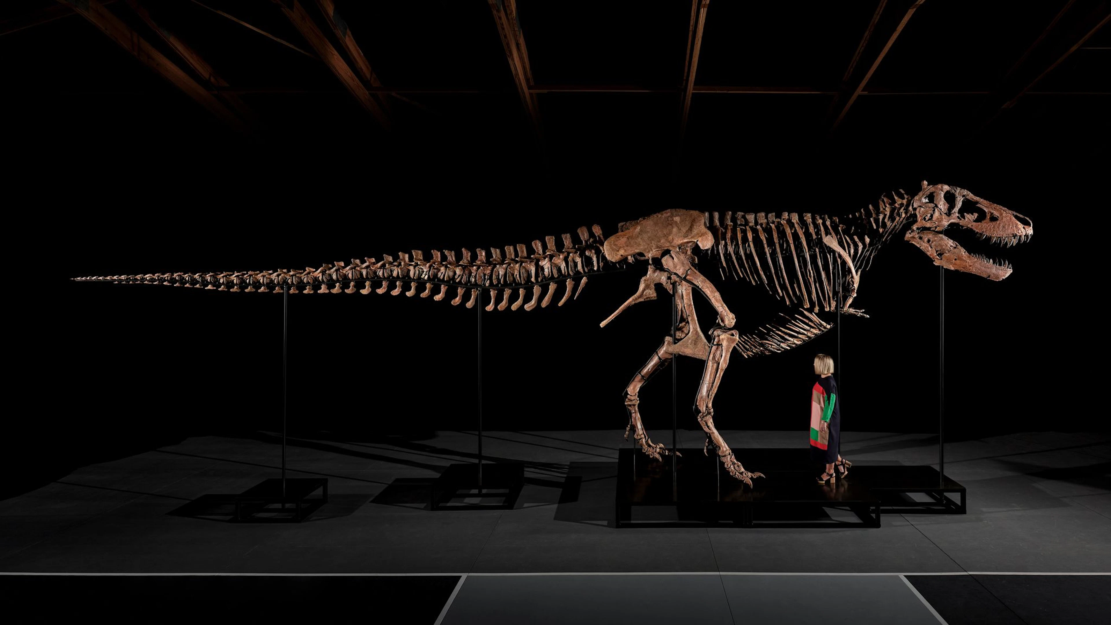 T-Rex-Skelett für 50 Millionen Dollar versteigert – Forscher protestieren