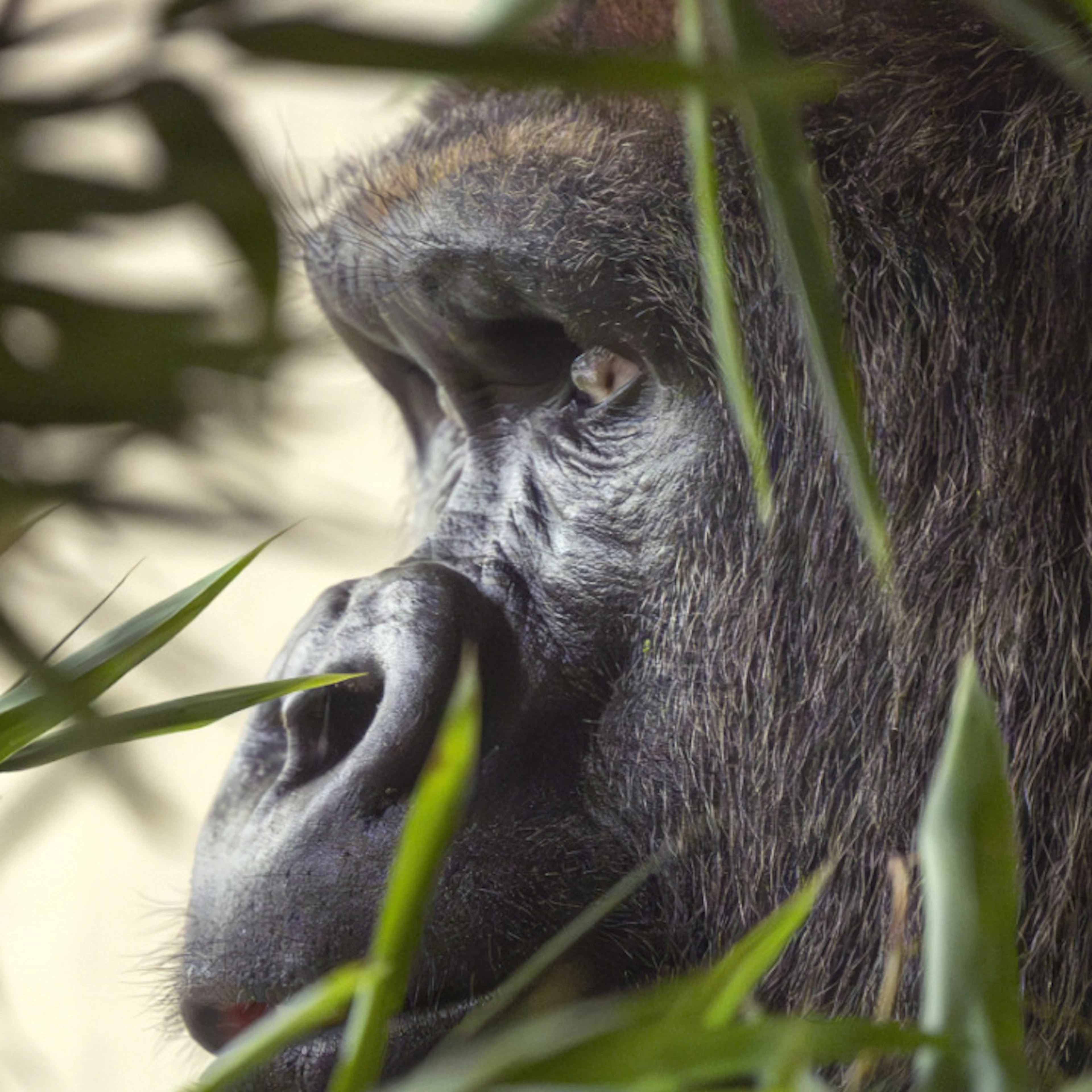 Zoo de Bâle