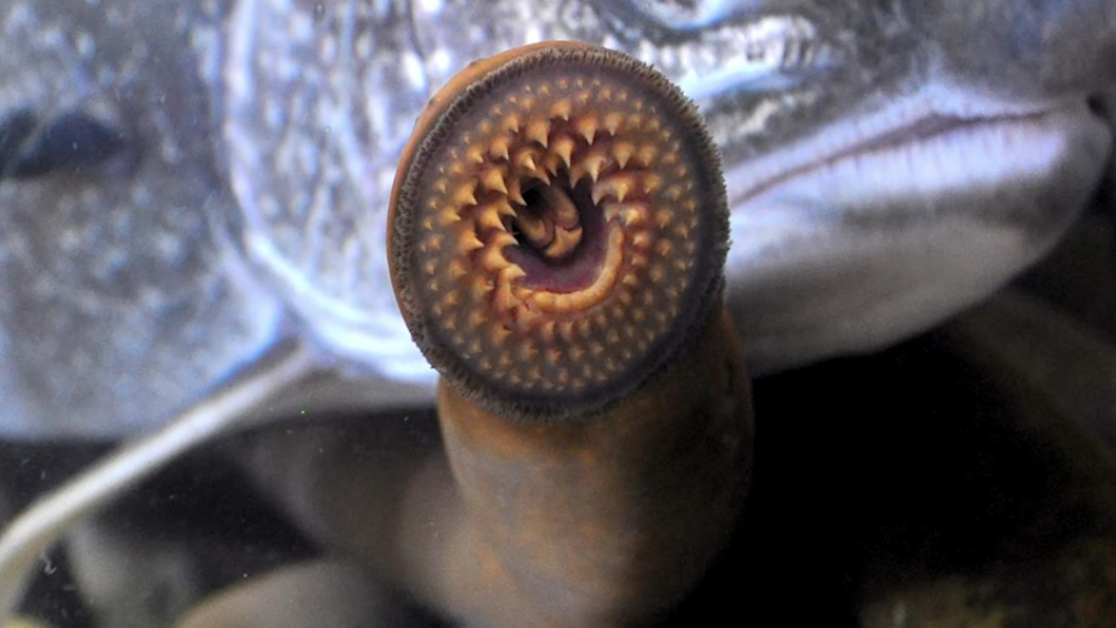 Dieser «Vampirfisch» ernährt sich von Blut – dafür saugt er seine Opfer aus