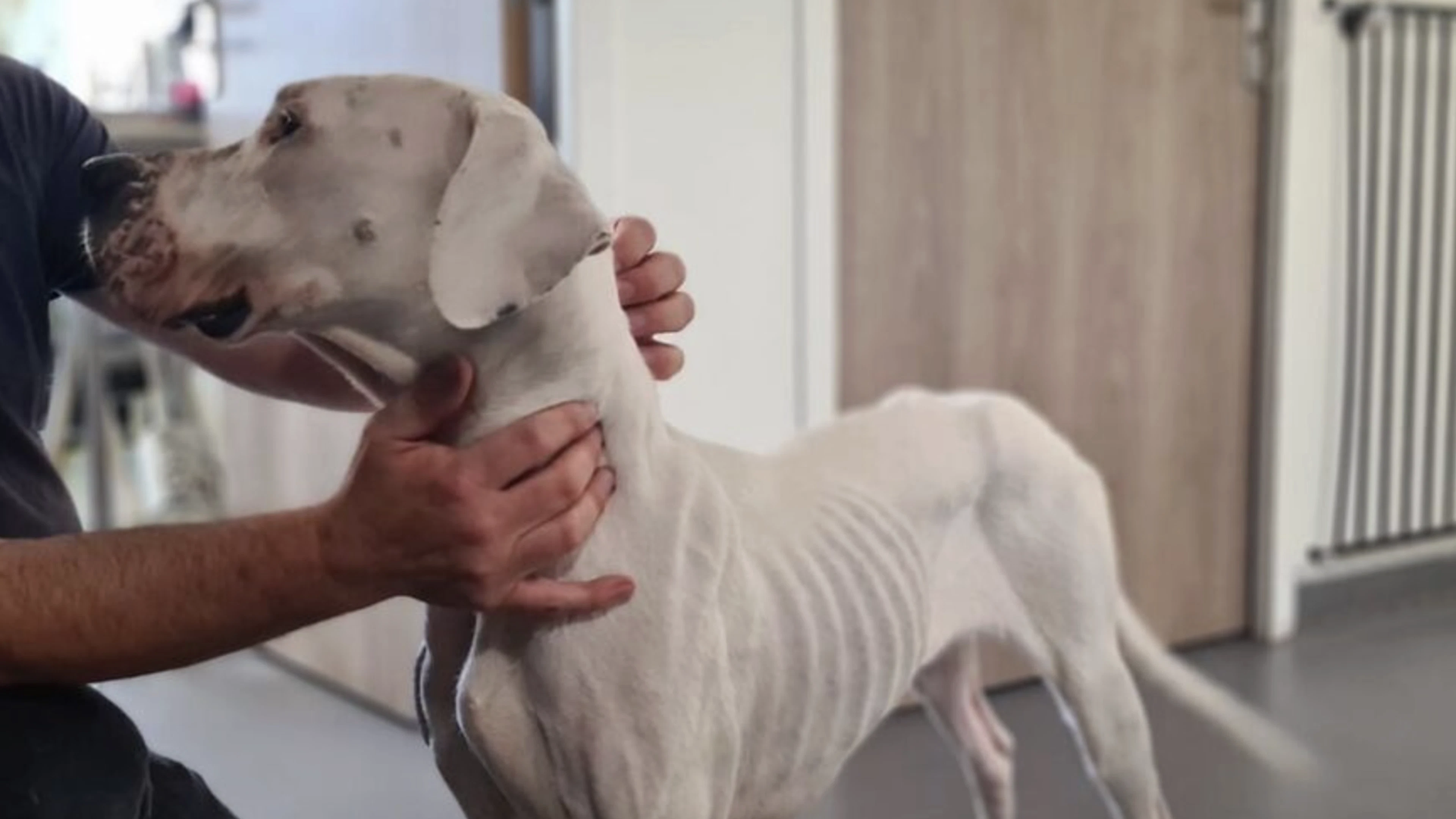 Lascia il cane sul balcone sotto il sole per due settimane, senza acqua né cibo: ora rischia grosso