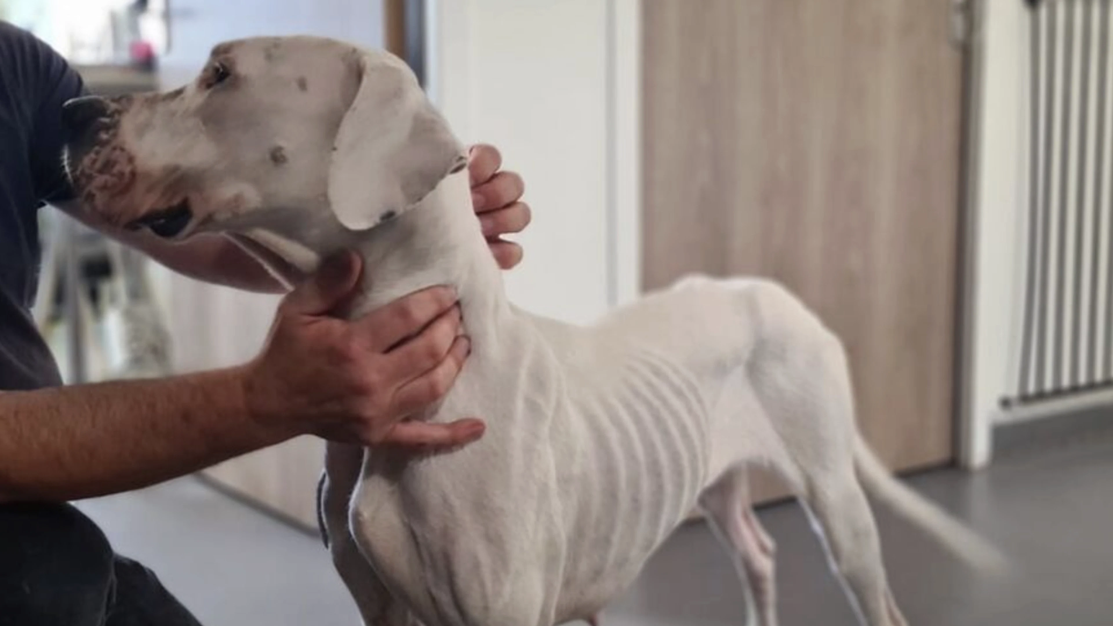 Il est à la maison, mais laisse sa chienne 2 semaines sur le balcon sans eau ni nourriture !