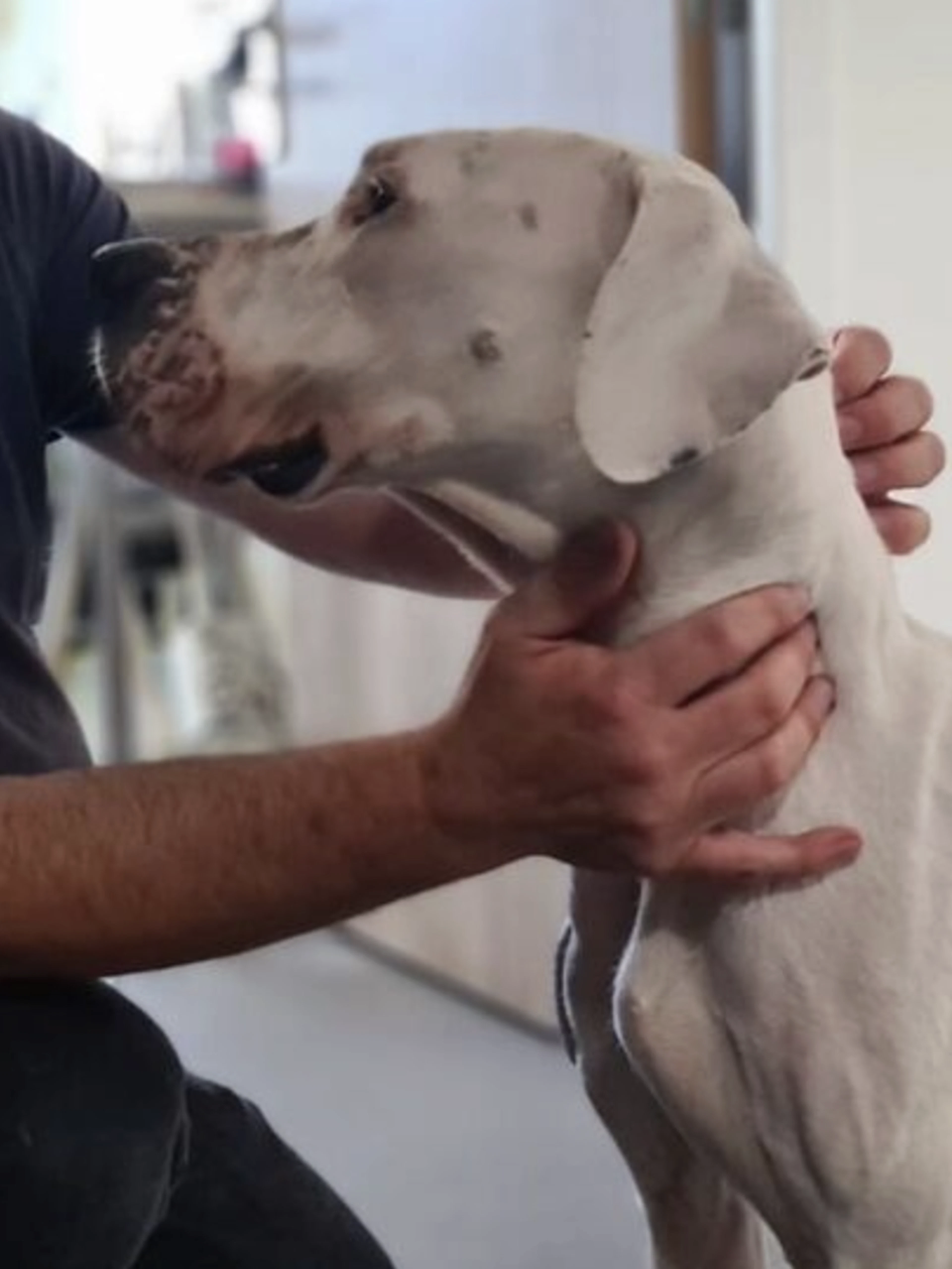 Lascia il cane sul balcone sotto il sole per due settimane, senza acqua né cibo: ora rischia grosso
