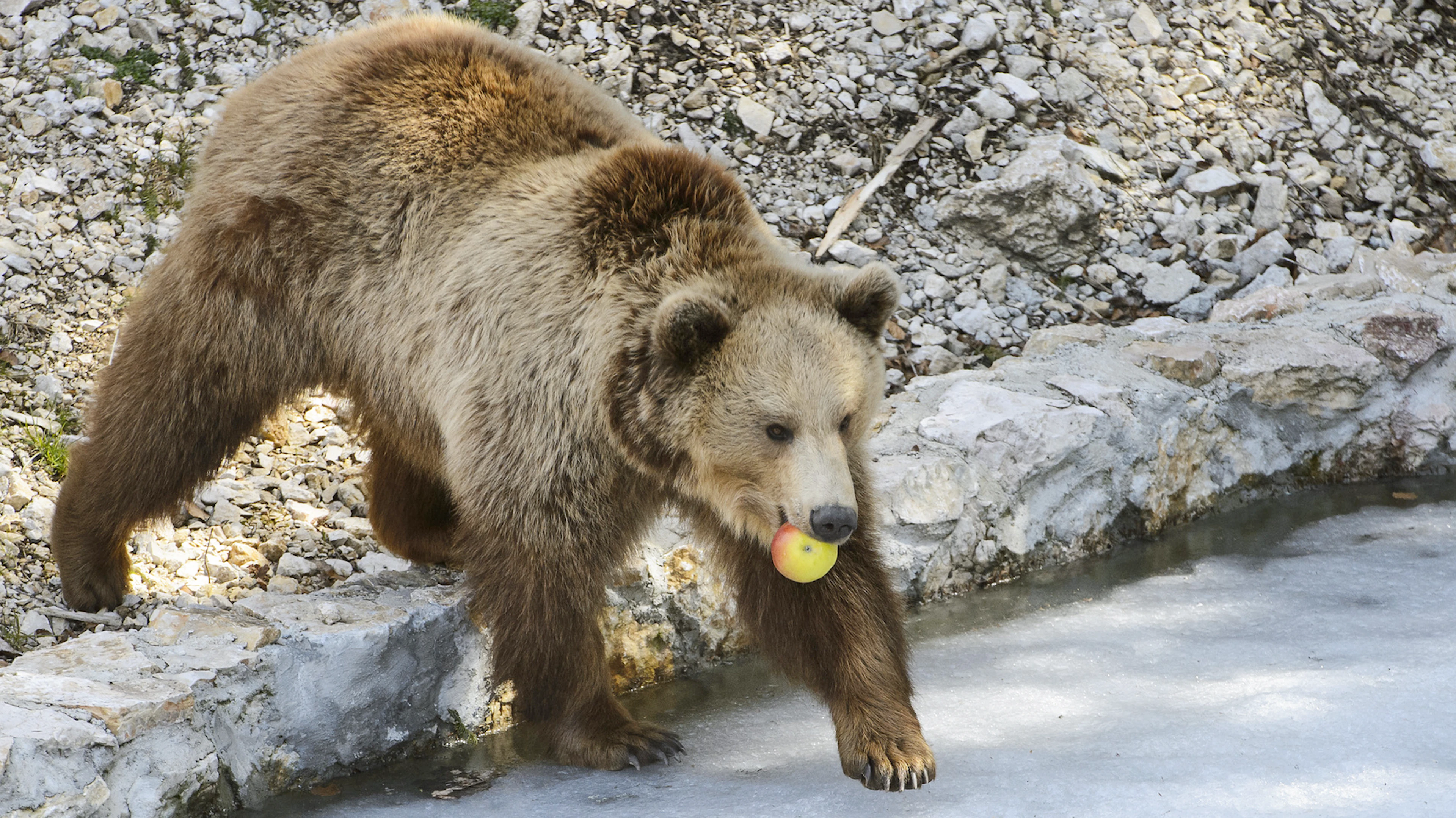 Une famille découvre un ours dans sa cuisine