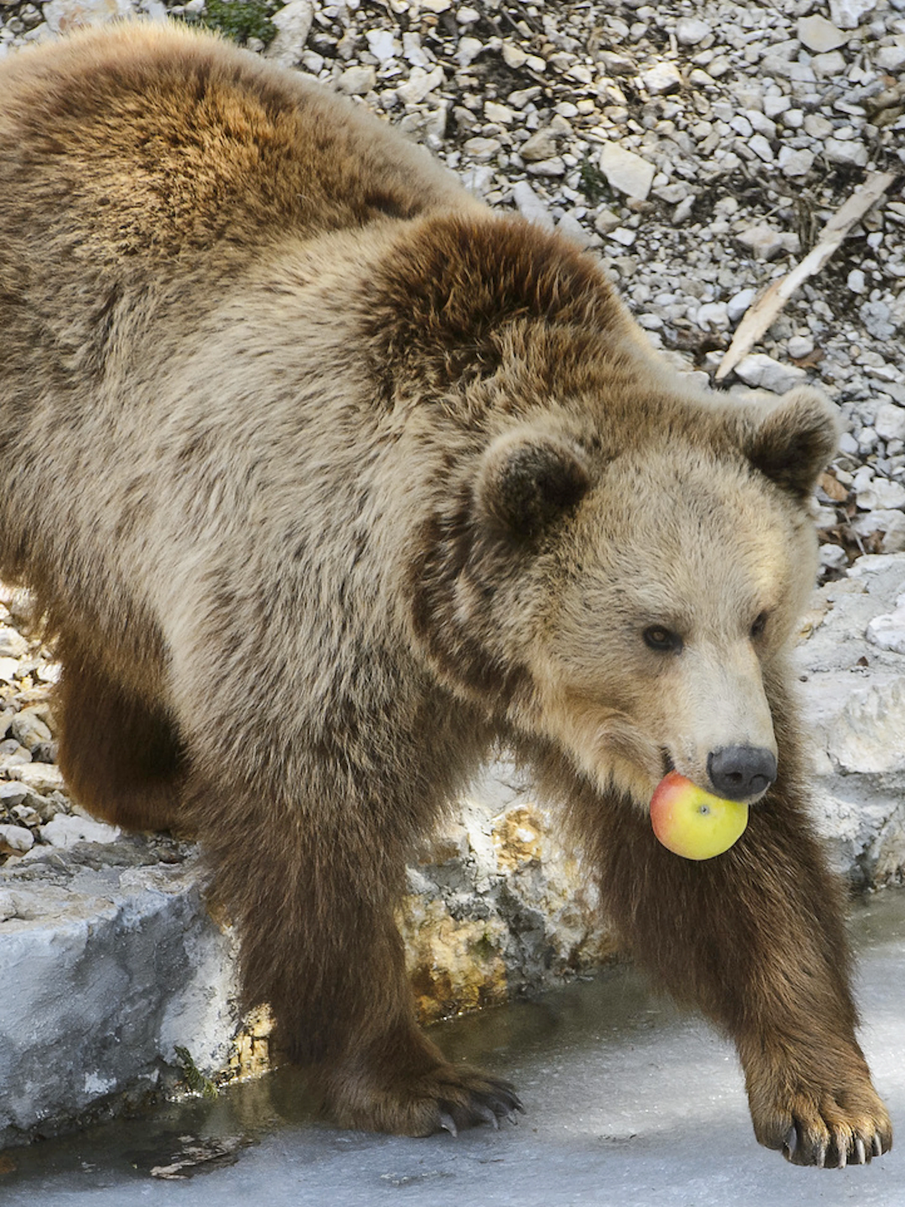Une famille découvre un ours dans sa cuisine