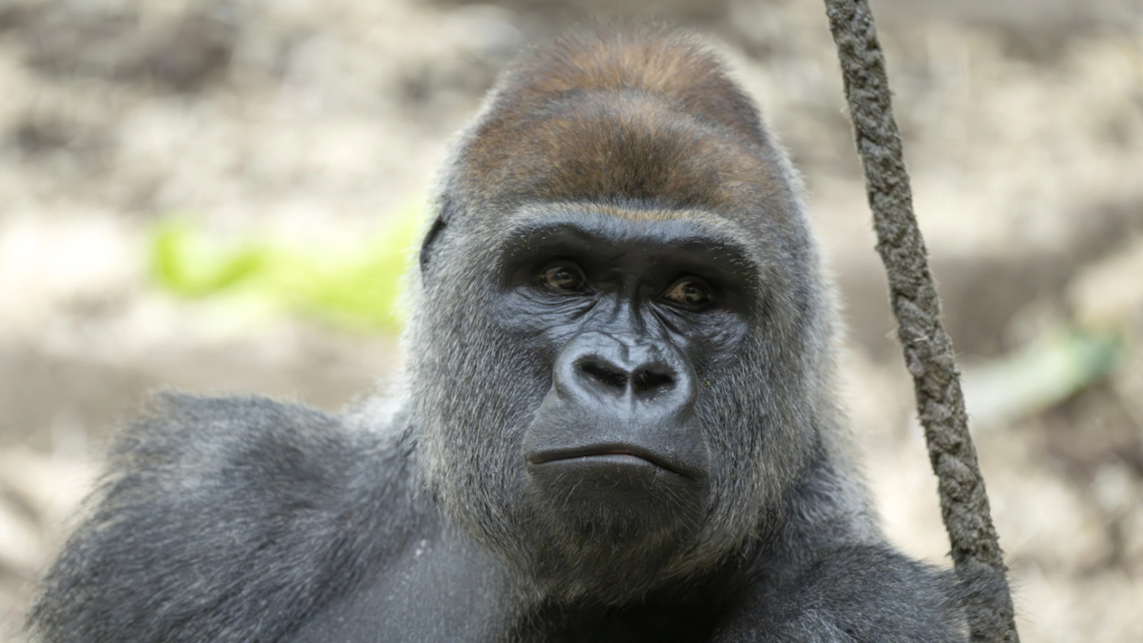 Morso dal padre, muore un giovane gorilla allo zoo di Basilea