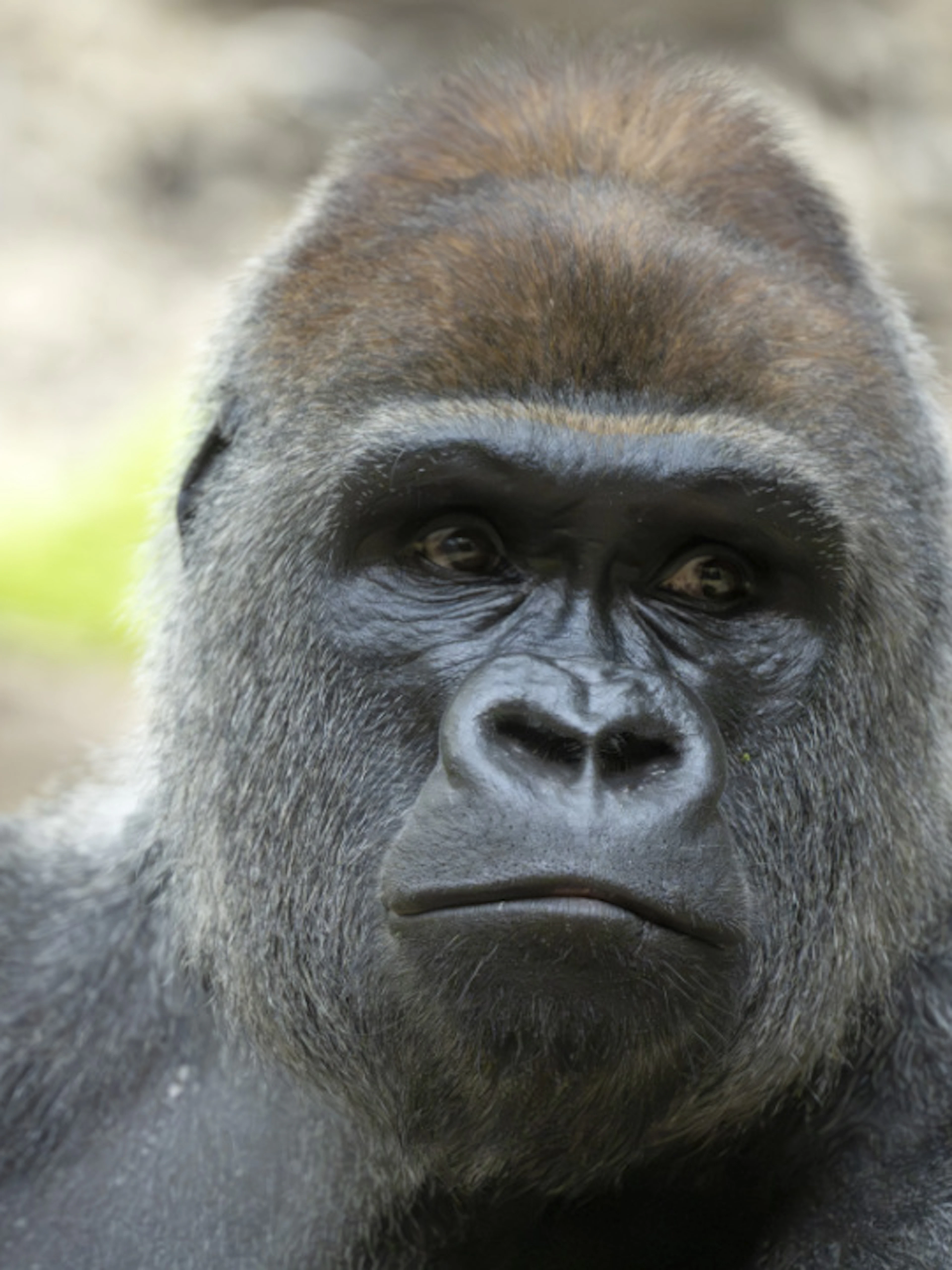 Morso dal padre, muore un giovane gorilla allo zoo di Basilea