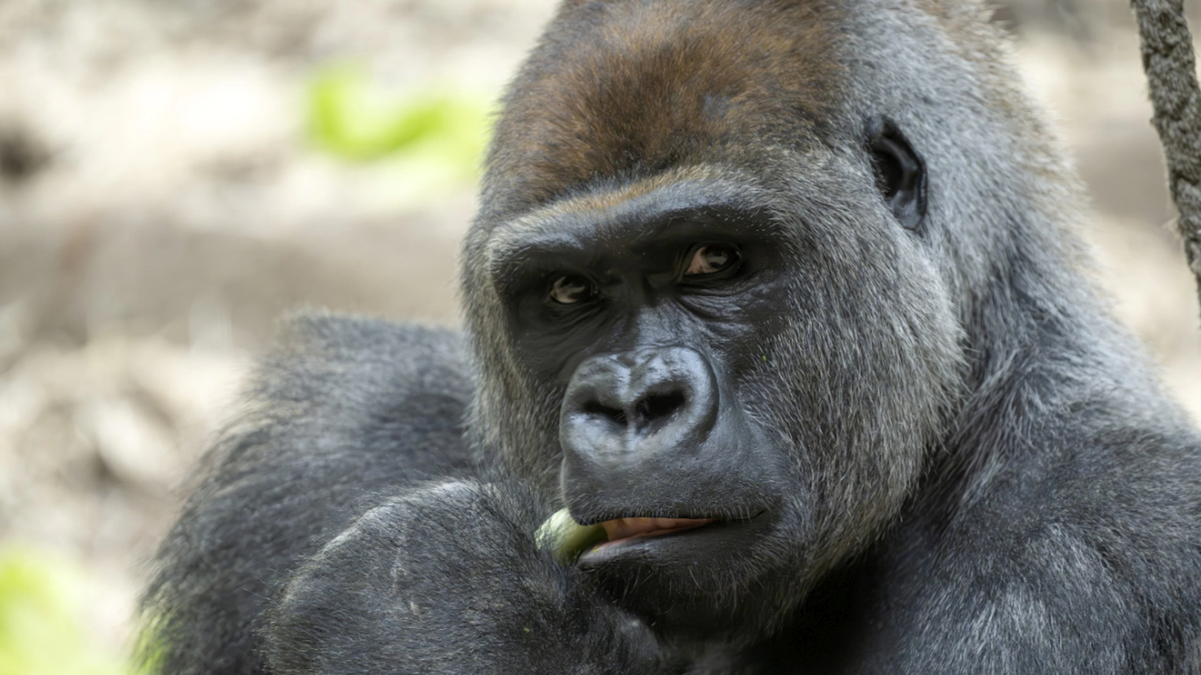 Yeba, a silverback gorilla, joined the gorilla group at the Basel Zoo in November 2025. Since Tuesday, he has been linked to two deaths in the group. (File photo)