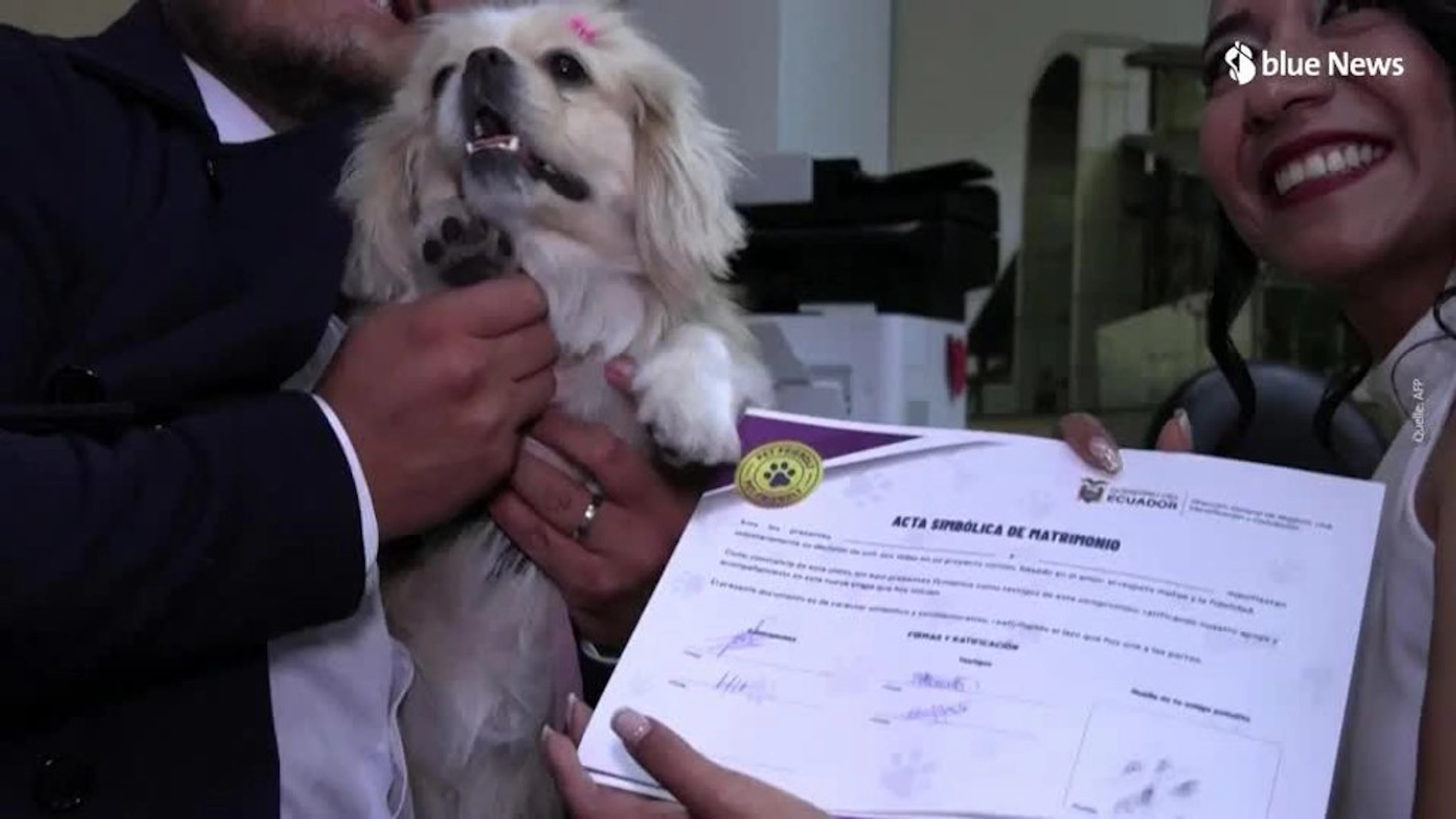 Tierische Trauzeugin: Ob diese Hundedame weiss, was ihr Pfotenabdruck bedeuted?