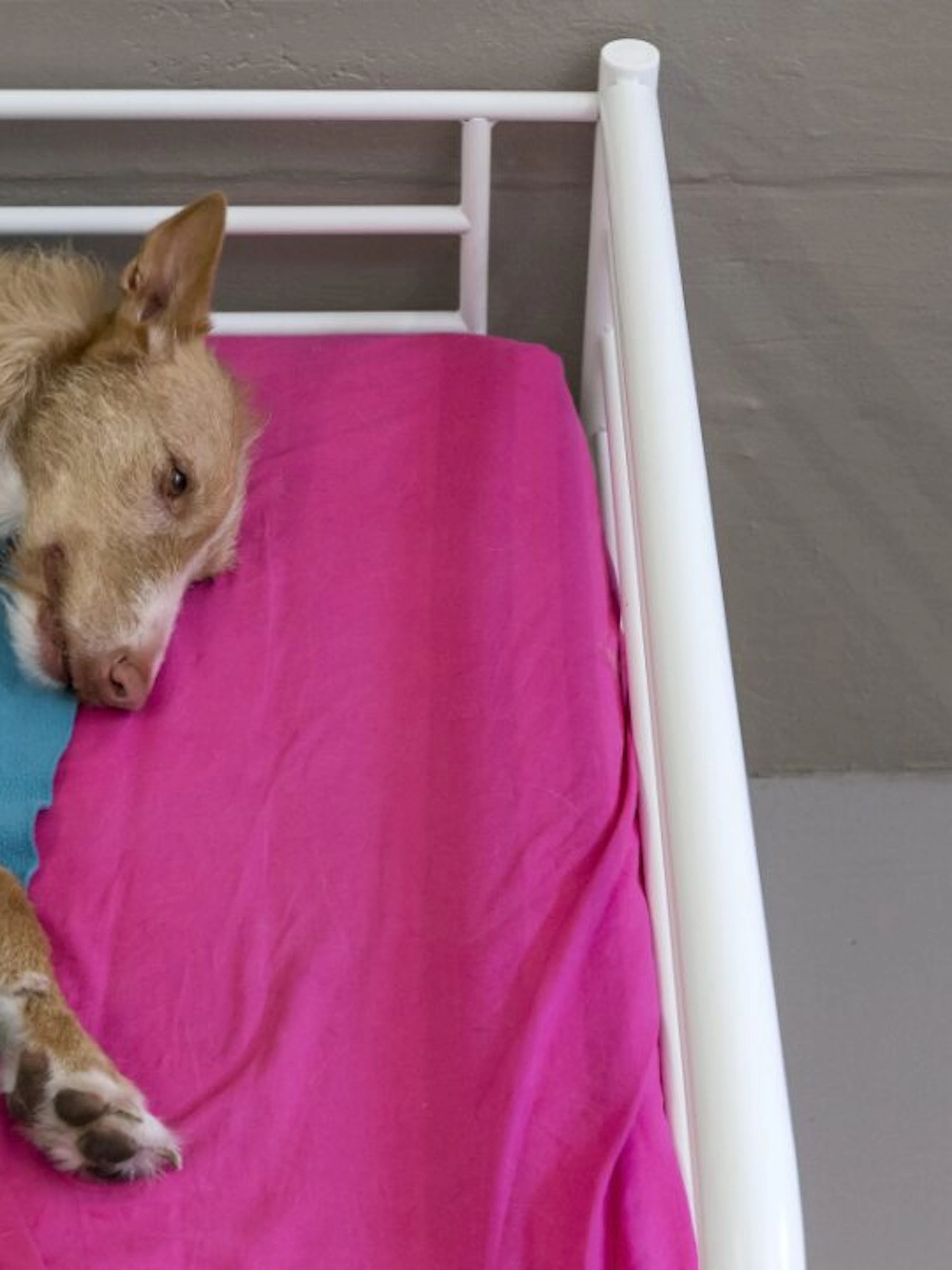 Canicule: comment prendre soin de ses animaux de compagnie?
